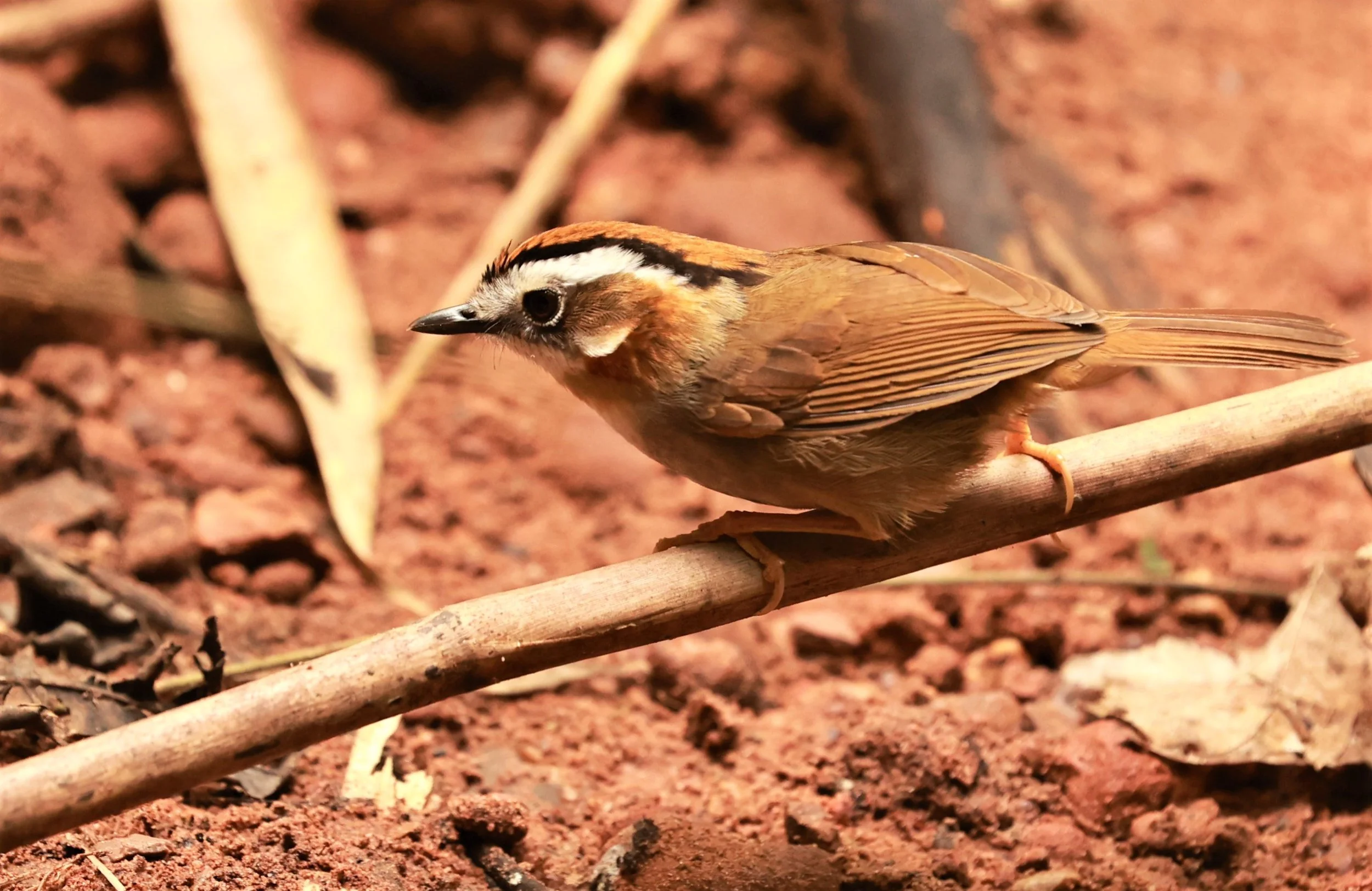 FULVETTA - RUFOUS-NECKED FULVETTA - Schoeniparus rufogularis - PHU SUAN SAI NATIONAL PARK LOEI PROVINCE (14).jpg