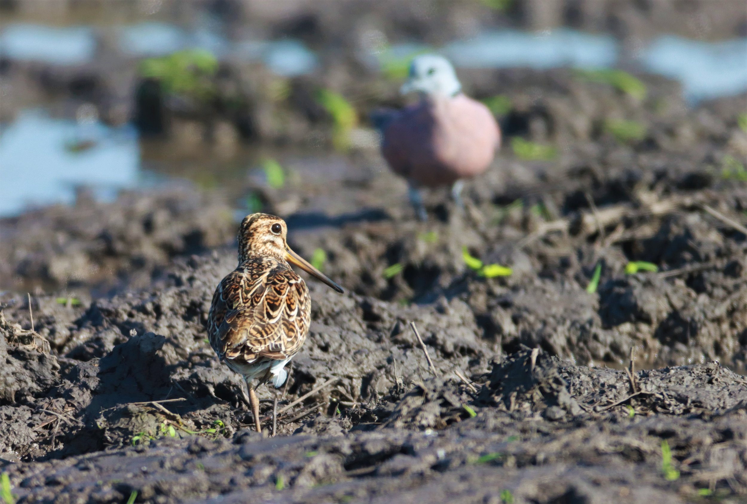SNIPE - PINTAIL SNIPE - Gallinago stenura - PATHUM THANI RICE RESEARCH CENTER AUGUST 24 2021 (20).jpg