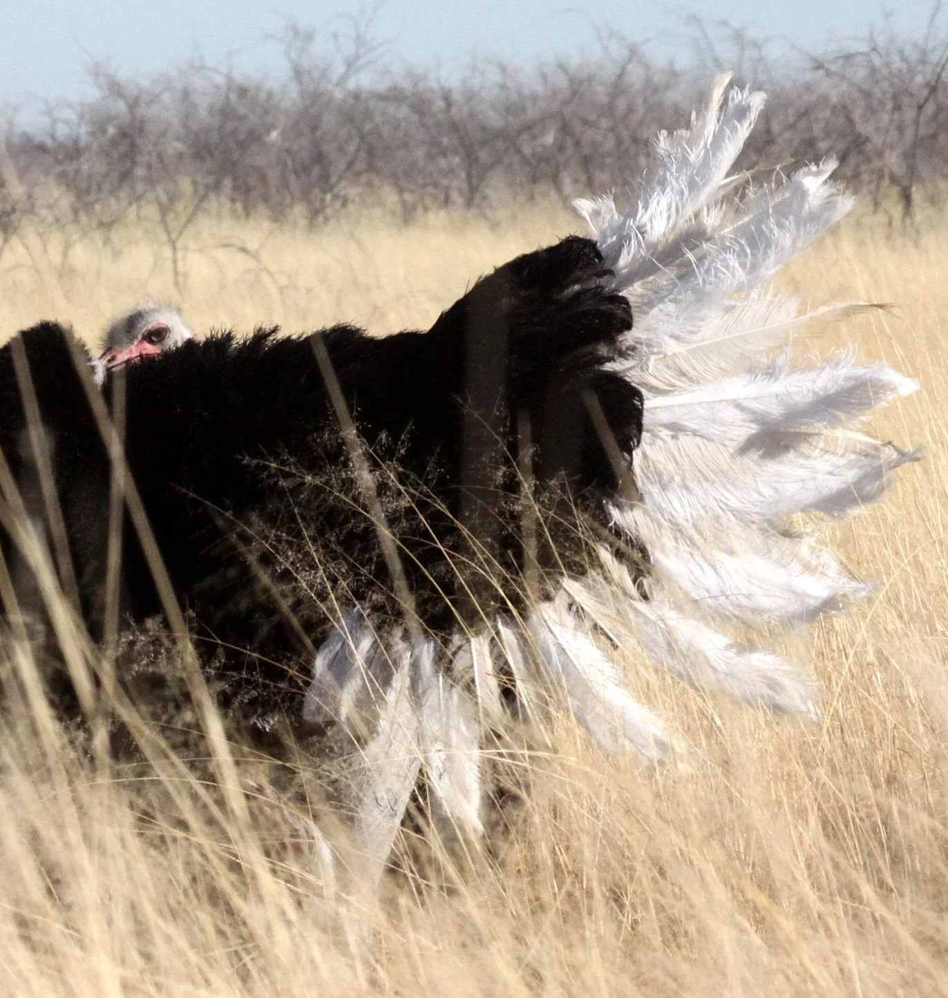 Struthio camelus australis - SOUTH AFRICAN OSTRICH - MATING IN ETOSHA - ETOSHA NATIONAL PARK NAMIBIA (20).JPG