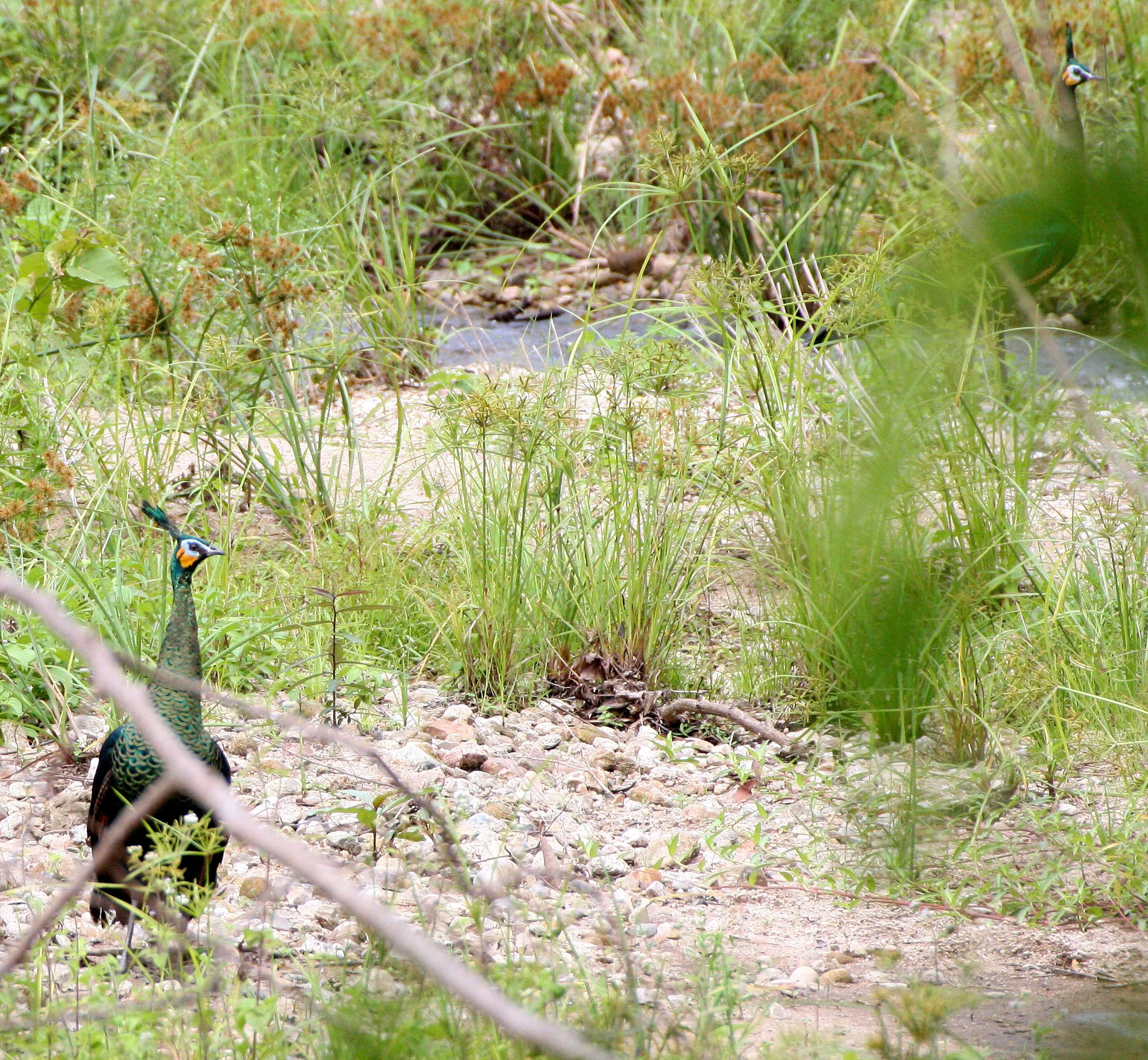 PHEASANT - GREEN PEAFOWL - Pavo muticus - HUAI KHA KHAENG THAILAND (9).JPG