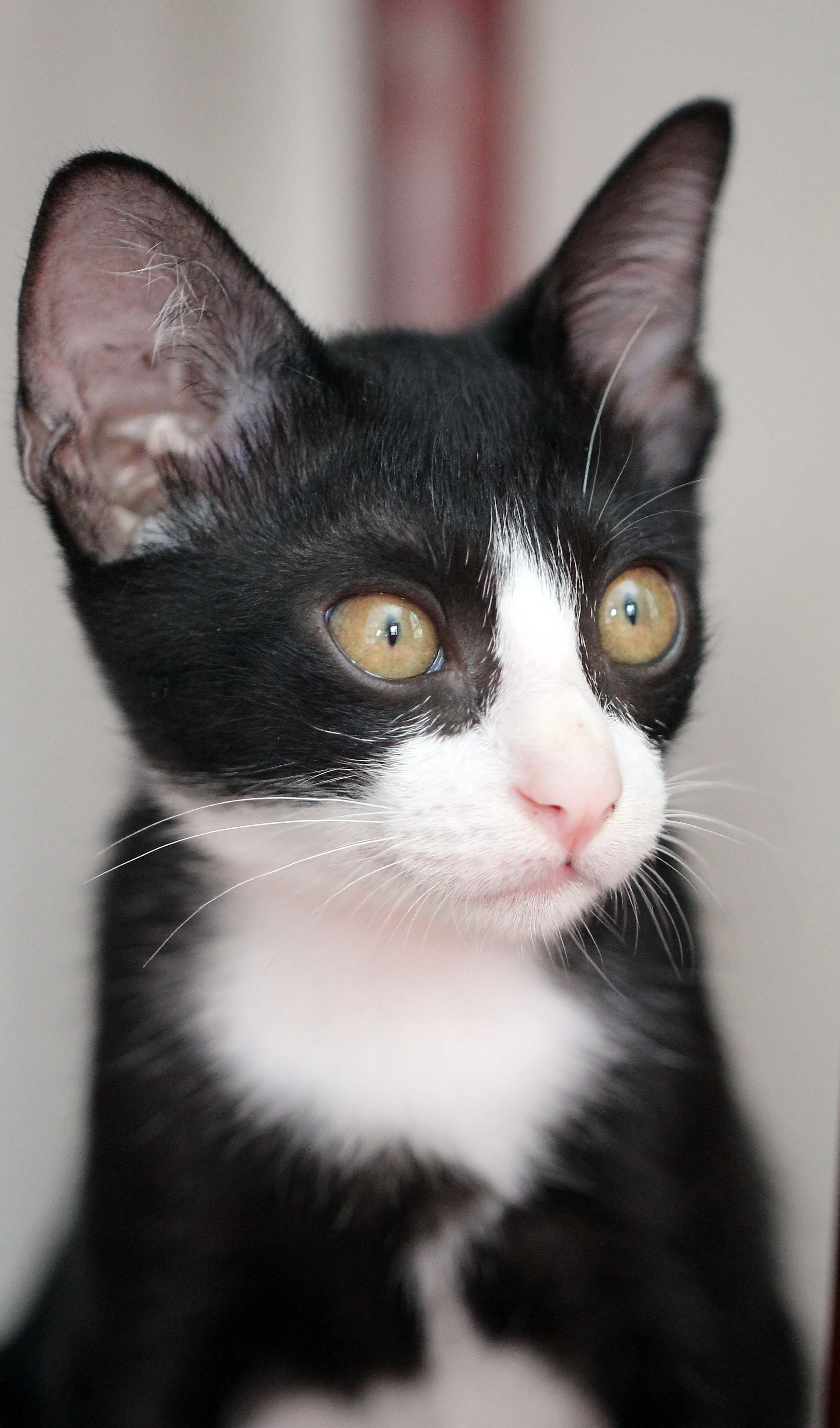 2015 Cats - Ukura & Jean Luc (17).JPG