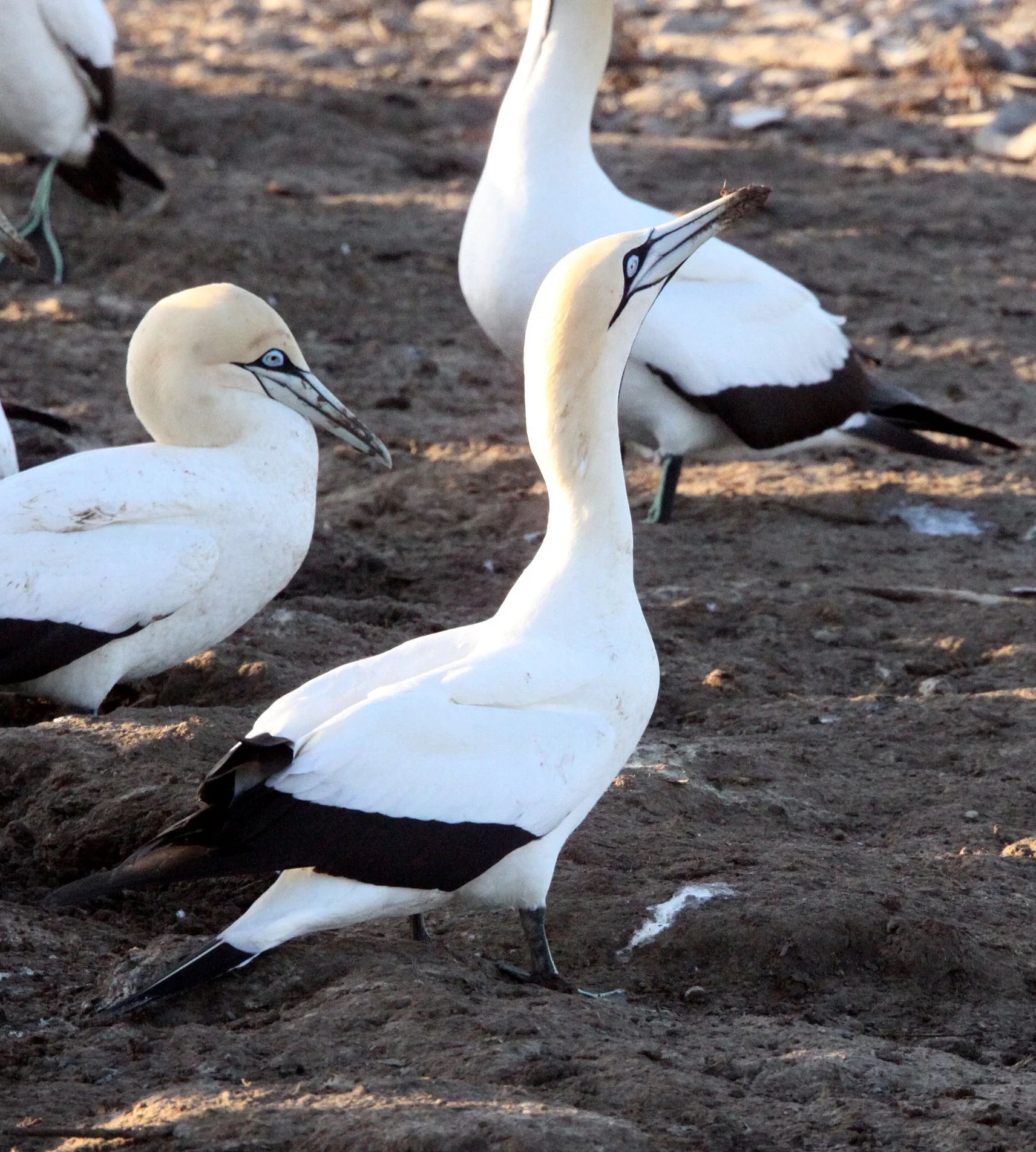 Cape gannet (Morus capensis) Lambert's Bay South Africa (71).JPG