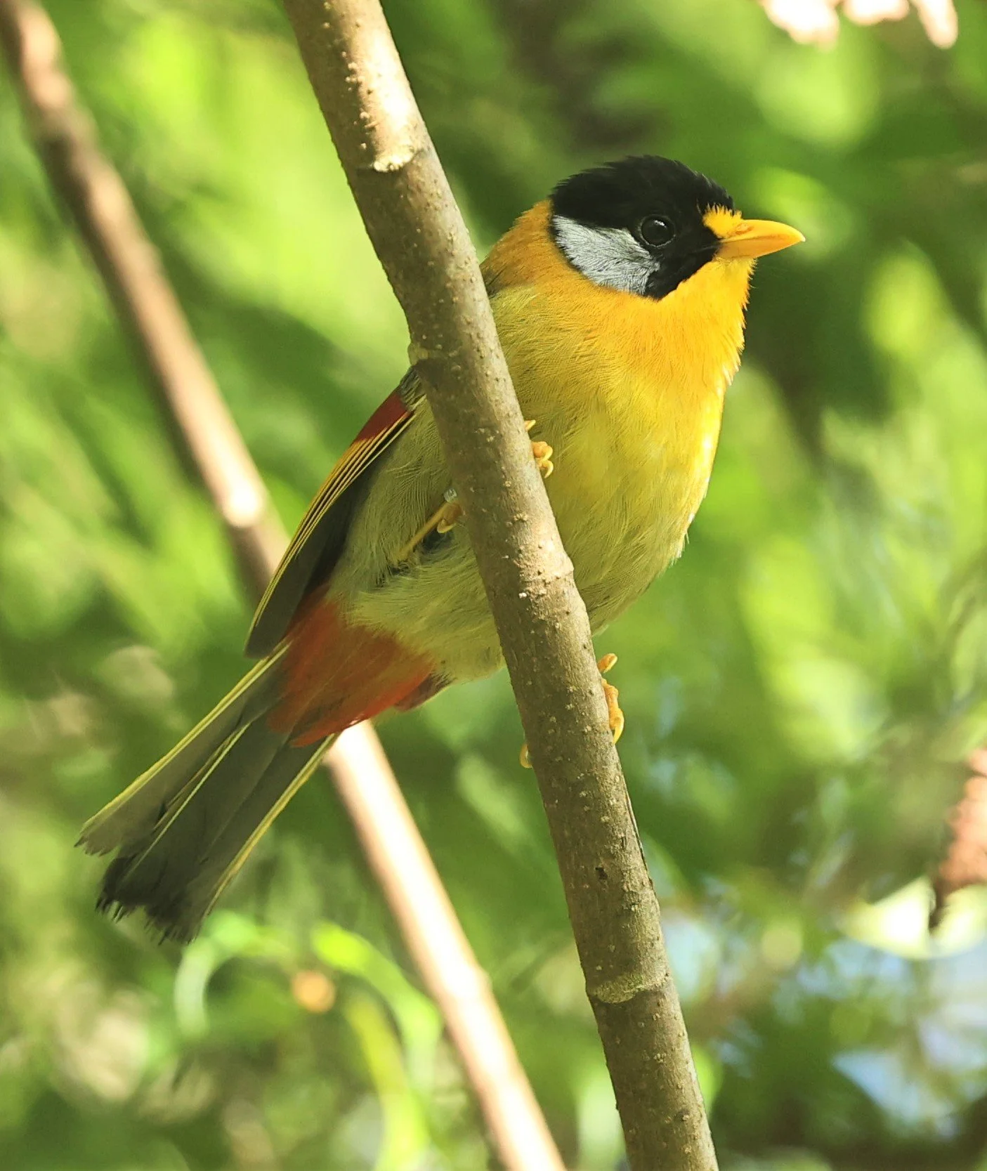 Leiothrix argentauris - SILVER-EARED MESIA - FRASER'S HILL, MALAYSIA JUNE 2022 (37).jpg