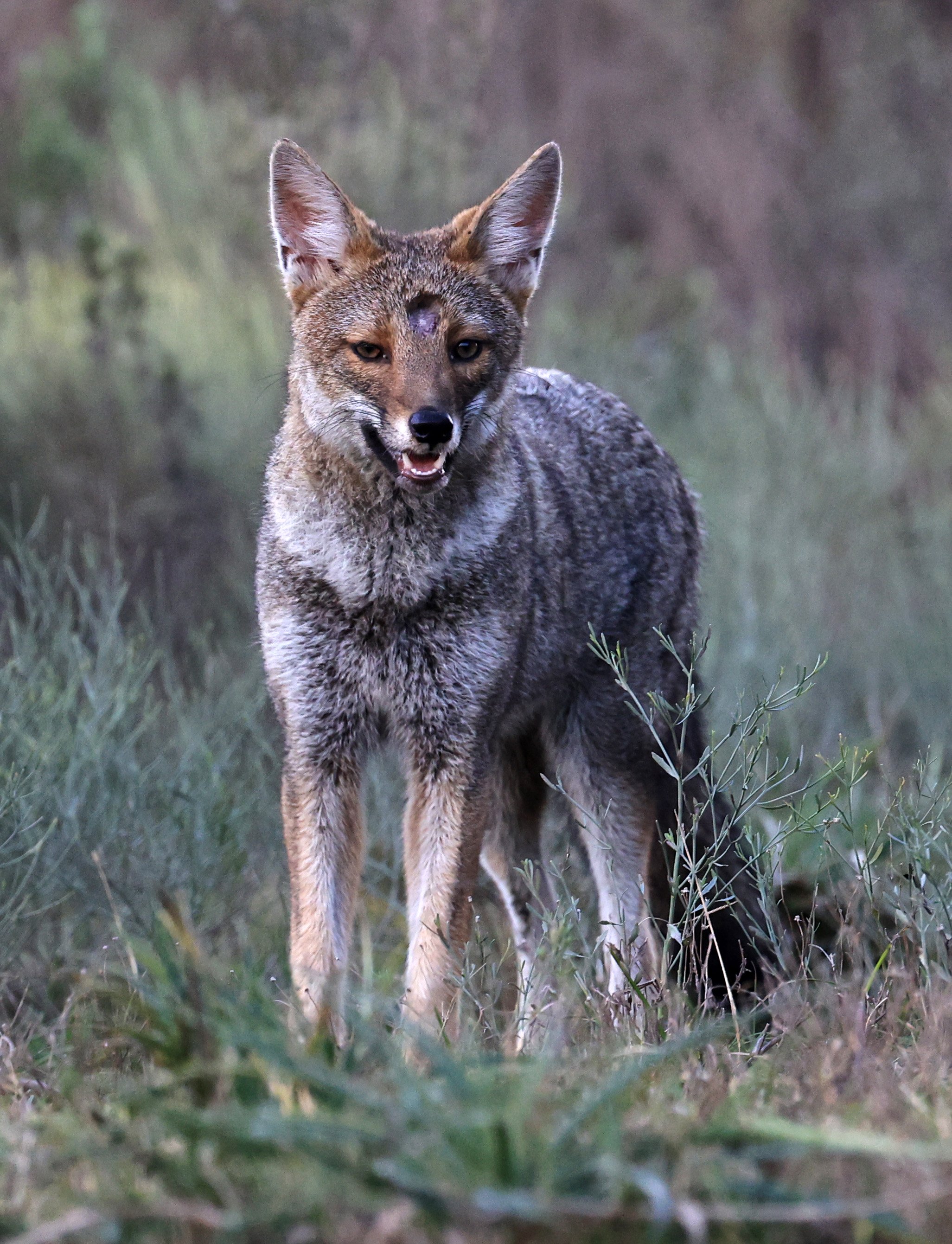 Pampas Fox (Lycalopex gymnocercus) El Palmar National Park, Entre Rios, Argentina (43).jpg