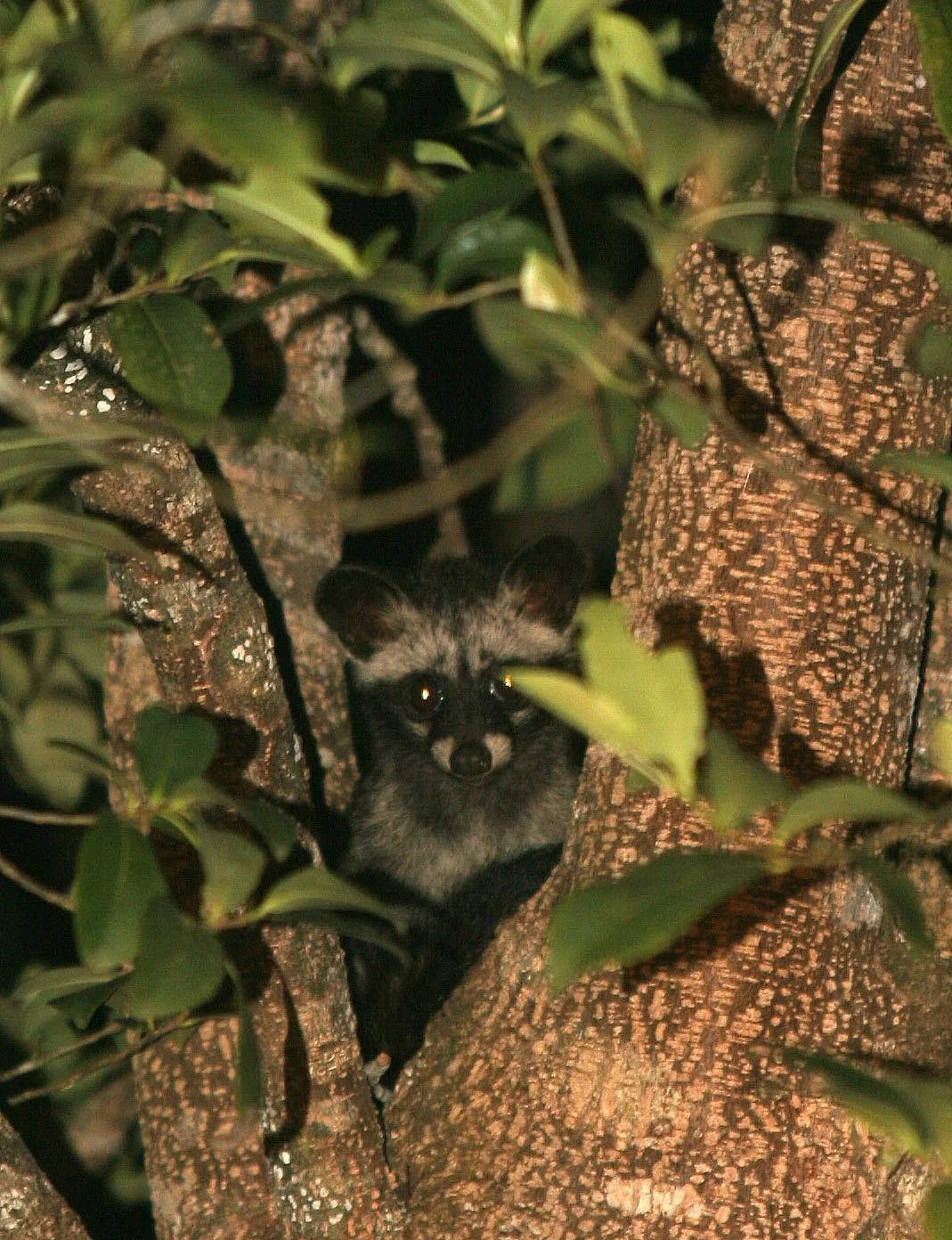 The Asian palm civet (Paradoxurus hermaphroditus), also known locally as Ii Hen, is a common nocturnal mammal found throughout Khao Yai National Park. Known for its arboreal lifestyle and unique role in seed dispersal, it is one of several civet spec