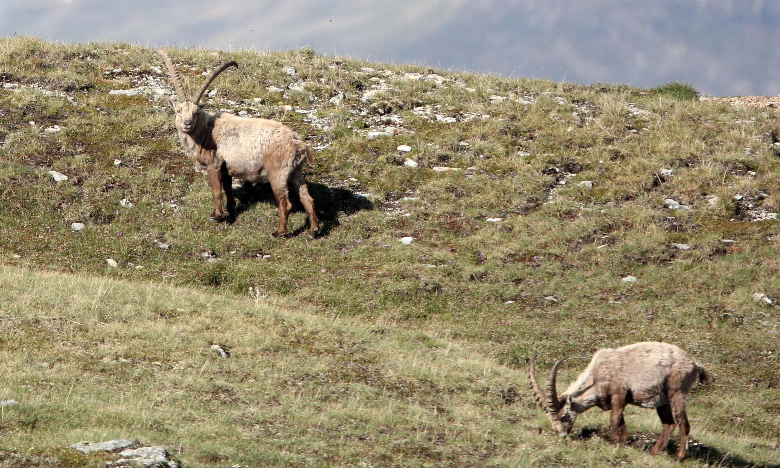 IBEX - ALPINE IBEX - Capra ibex - STELVIO NATIONAL PARK ITALY (22).JPG
