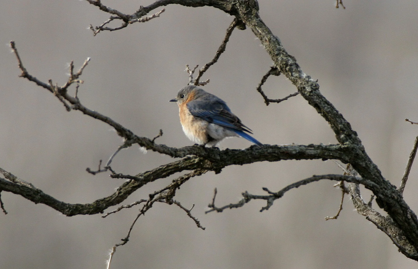 Eastern Bluebird (Sialia sialis) Lincoln Marsh Wheaton Illinois (42).JPG