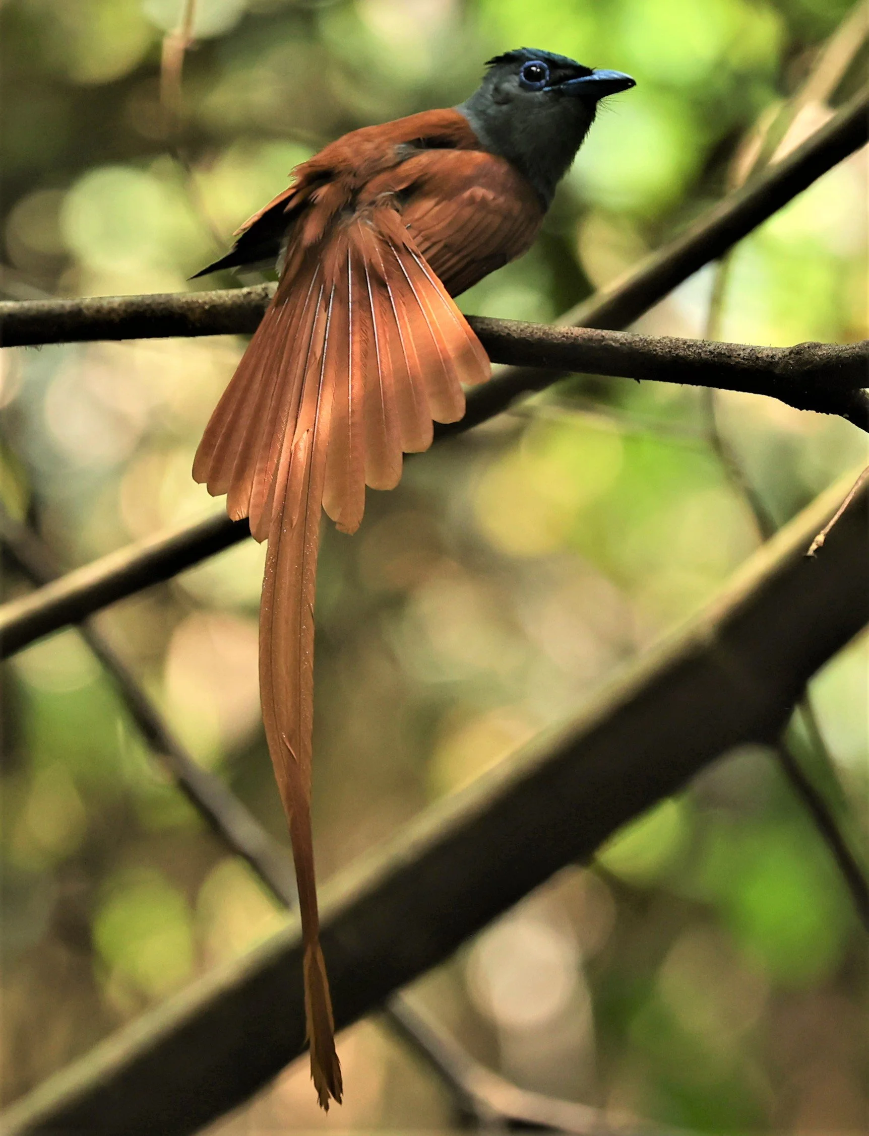 PARADISE-FLYCATCHER - BLYTH'S PARADISE-FLYCATCHER - Terpsiphone affinis - KRUNG CHING, KHAO LUANG NP NST, APRIL 2022 (12).jpg