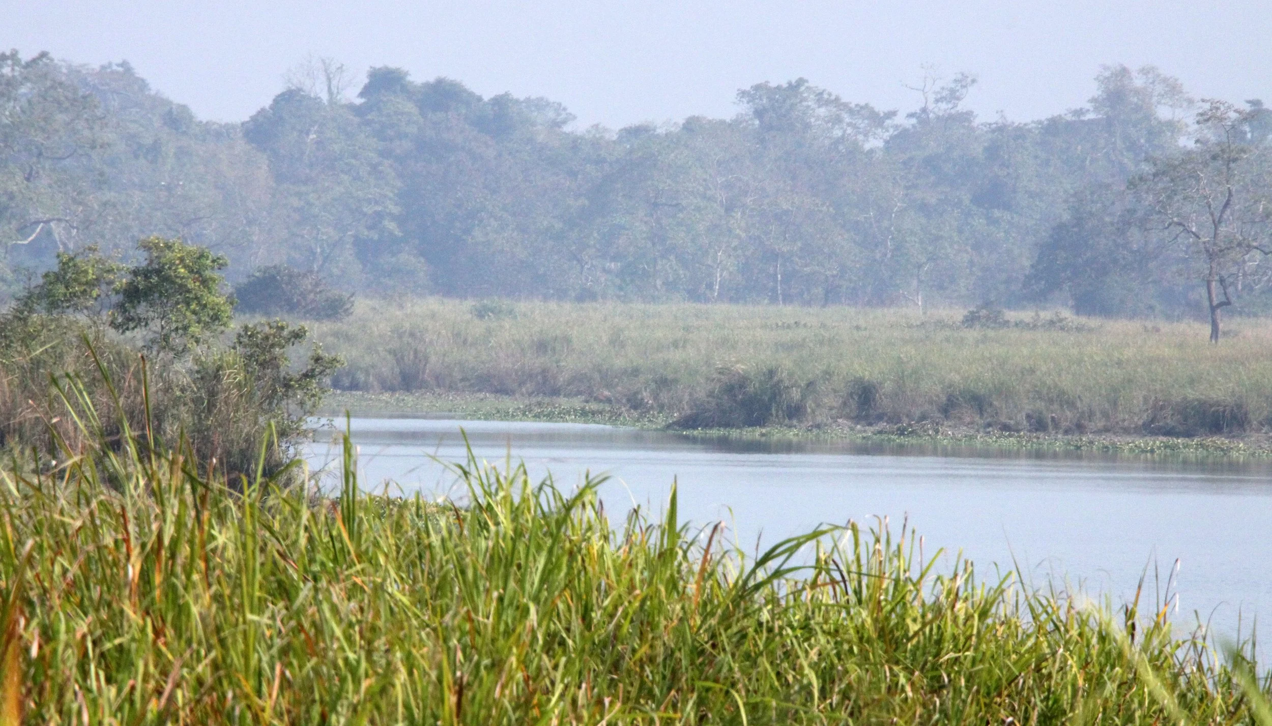 ASSAM - KAZIRANGA NATIONAL PARK ASSAM INDIA - HONEYCOMBS (19).JPG