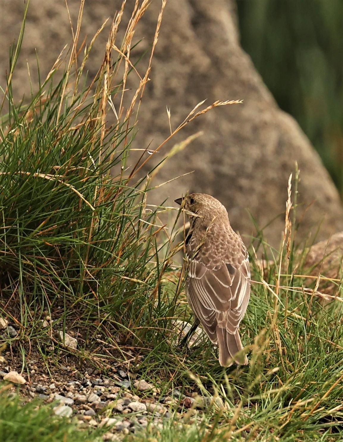House Finch (Haemorhous mexicanus) June Lake, California (1).jpg