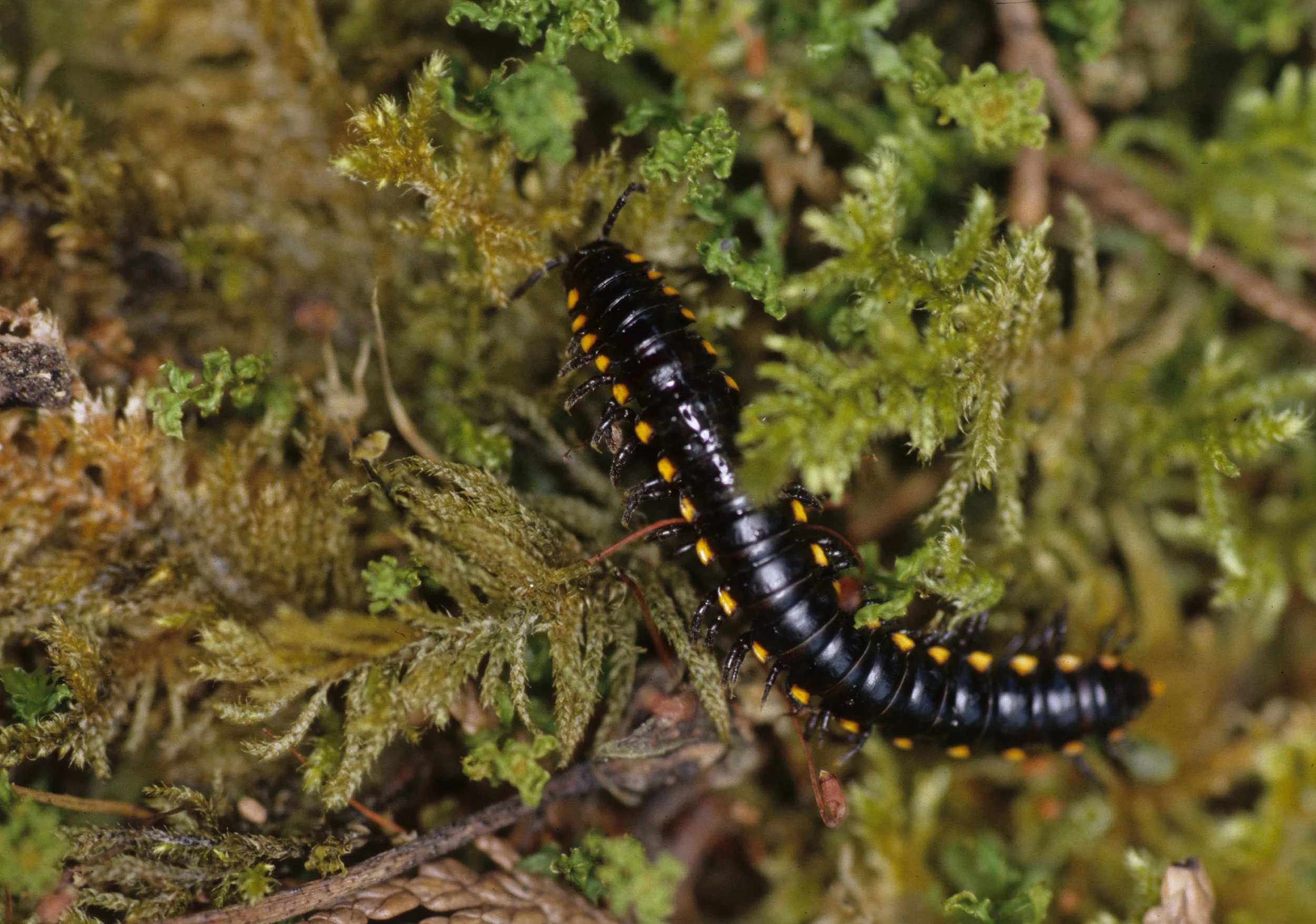 Harpaphe haydeniana - Yellow-spotted Millipede - Crescent Lake, Olympic National Park, Washington in Hoh River Campground