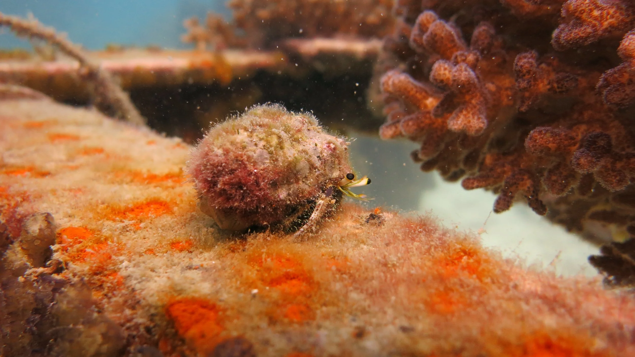 2016 BPS Satthahip Dive Trip with Marine Conservation Club (55).JPG
