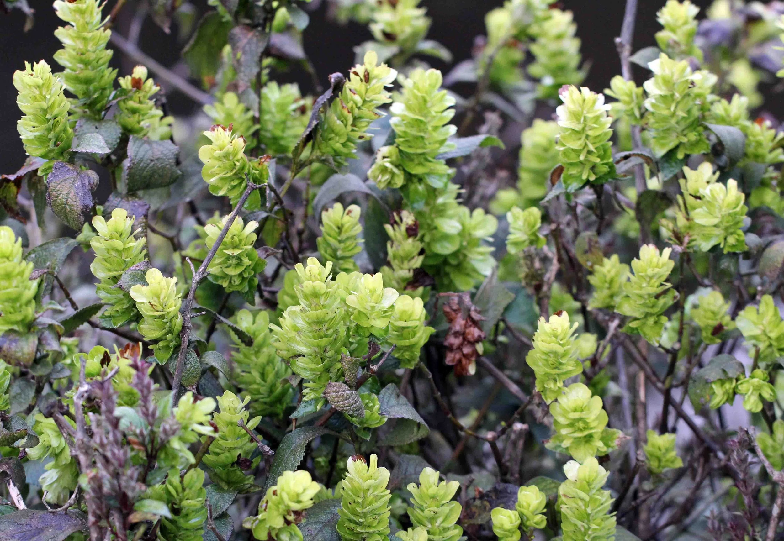 NUWARA ELIYA， HORTON PLAINS NATIONAL PARK,  SRI LANKA (6).JPG