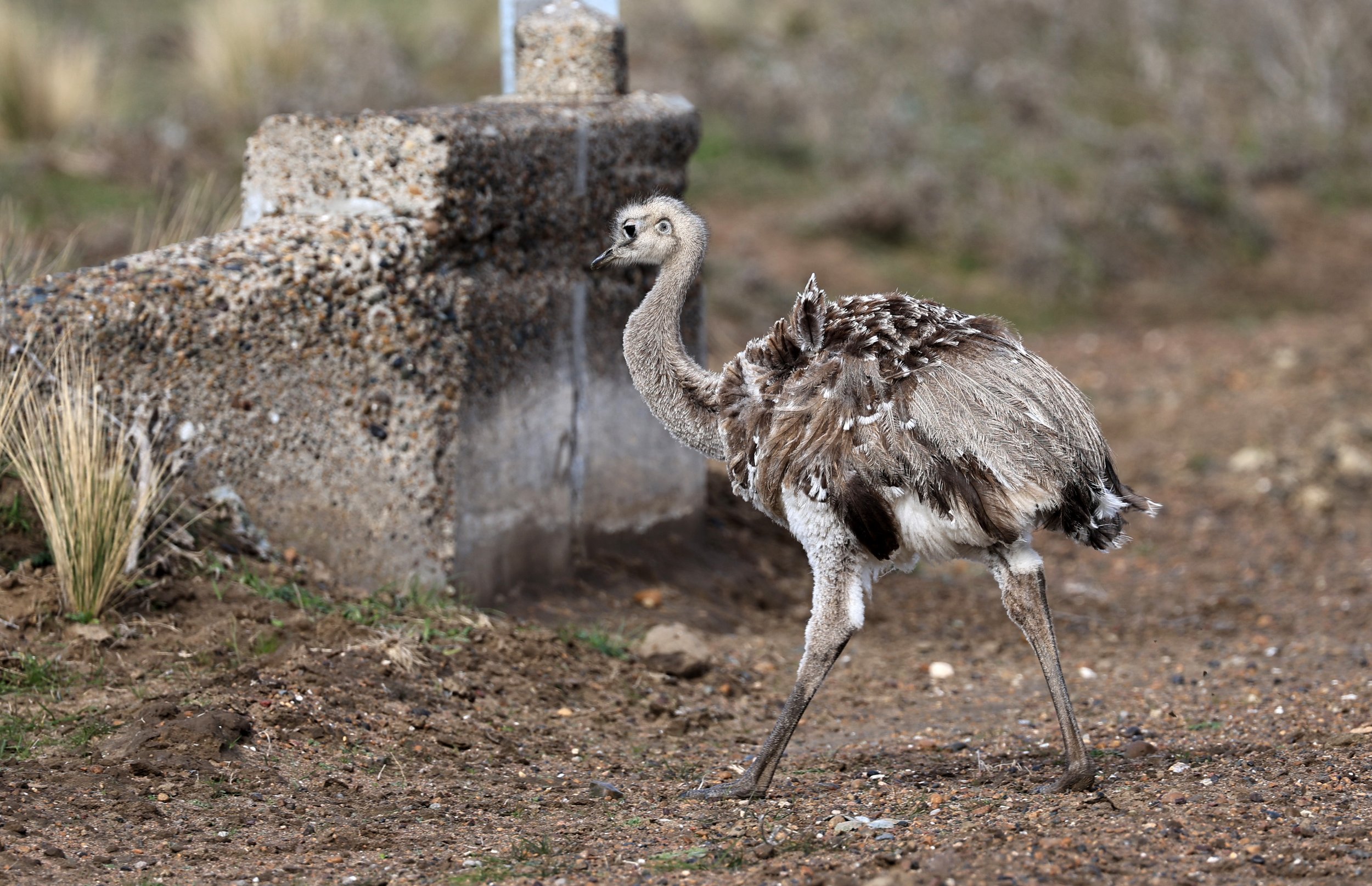 Lesser or Darwin's  Rhea (Rhea pennata) Valdes Peninsula, Chubut Province, Argentina Day 2 (13).jpg