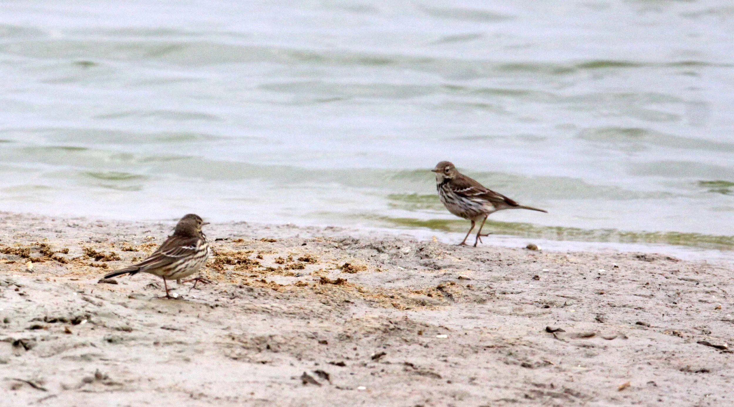 Buff-bellied Pipit (Anthus rubescens) YANCHENG CHINA (4).JPG