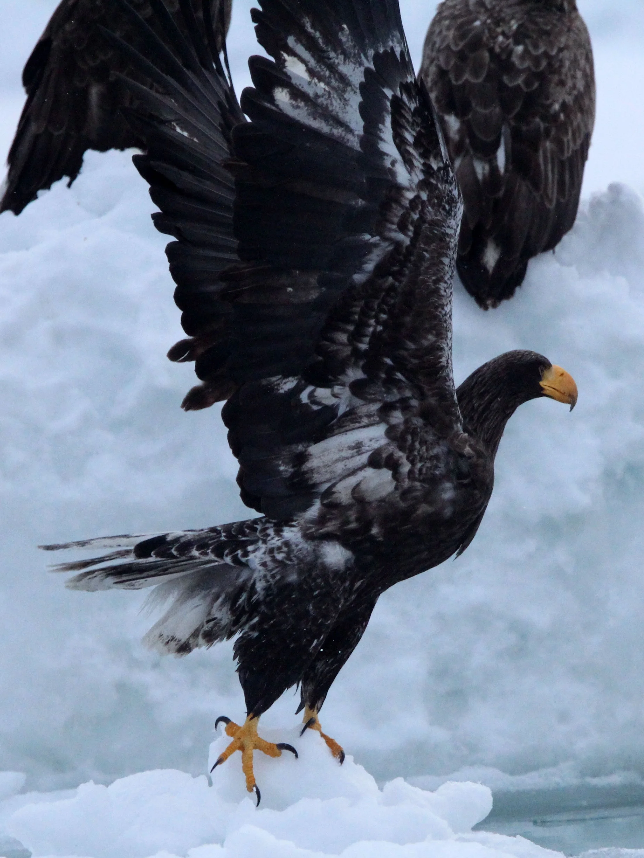 Haliaeetus pelagicus - STELLER'S SEA EAGLE - RAUSU, SHIRETOKO PENINSULA, HOKKAIDO JAPAN (146).JPG