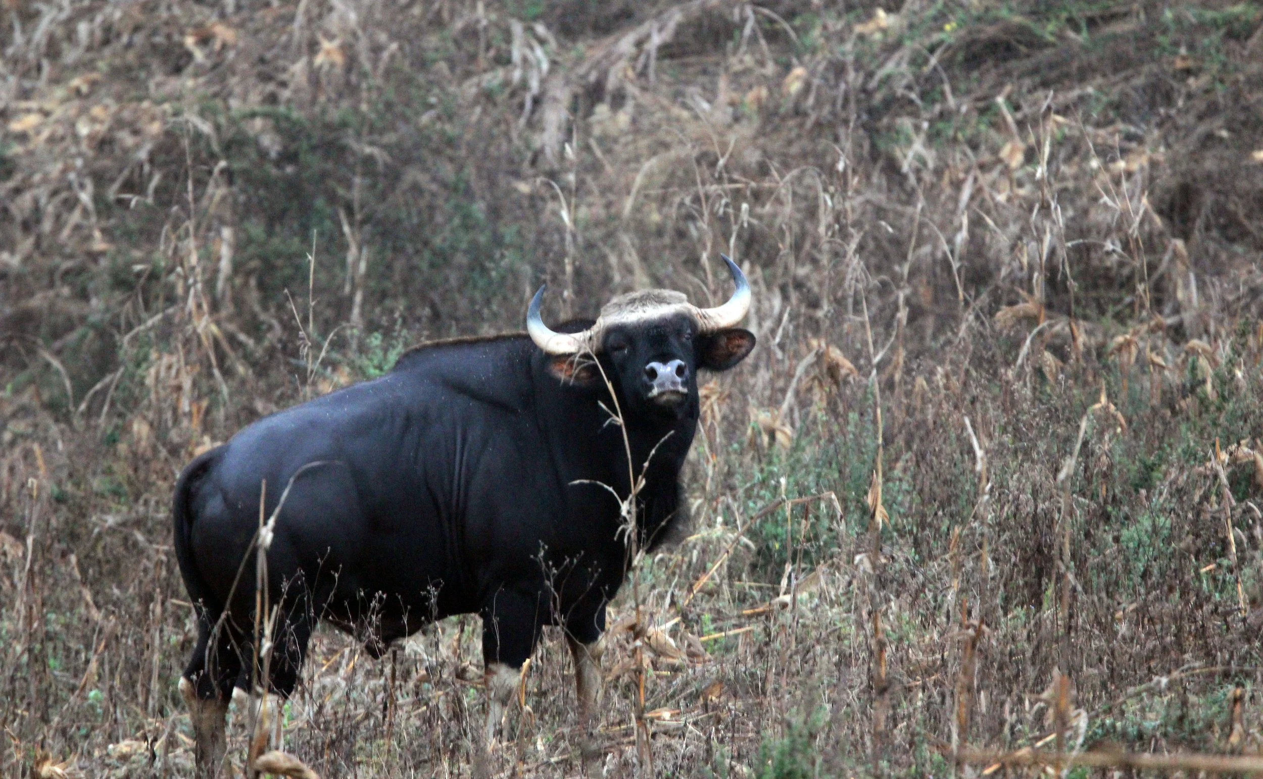 In the Western Forest Complex (WEFCOM) of Thailand, the Gaur (Bos gaurus laosensis) is currently maintained in a stable but vulnerable status within a few key protected areas.