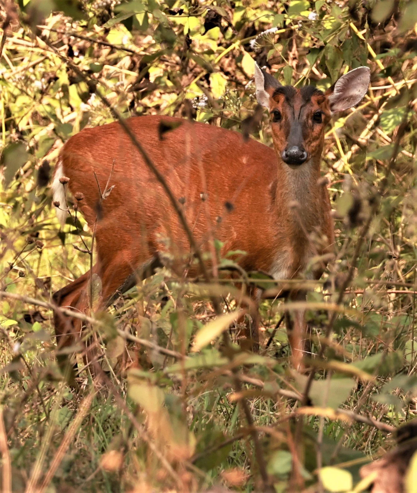 Red Muntjac are one of the most abundant medium-sized ungulates in the complex, with densities reaching approximately 5 individuals per km² in well-protected areas like Huai Kha Khaeng. These deer are highly adaptable generalists found across various