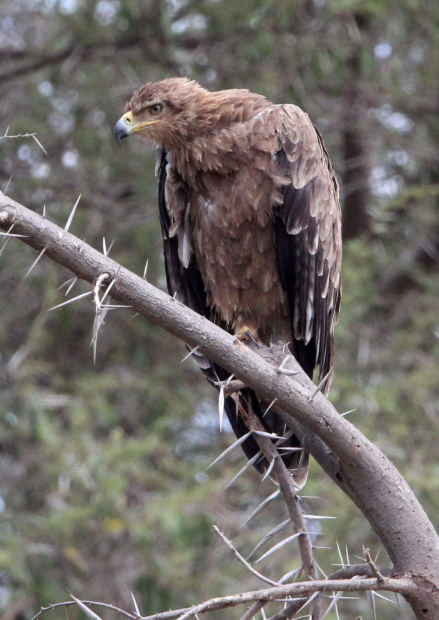 Aquila rapax - TAWNY EAGLE - SAMBURU NATIONAL PARK KENYA (9).JPG