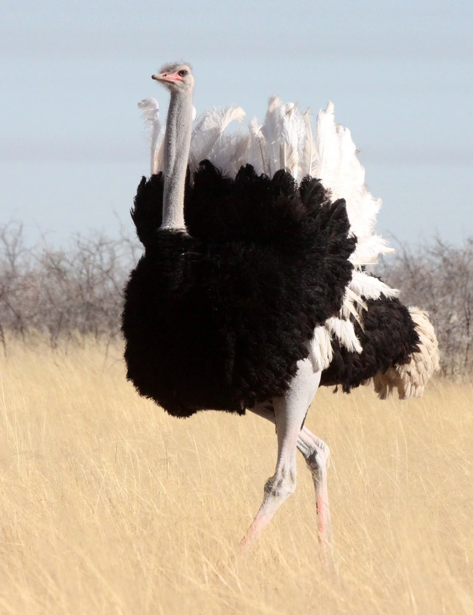 Struthio camelus australis - SOUTH AFRICAN OSTRICH - MATING IN ETOSHA - ETOSHA NATIONAL PARK NAMIBIA (14).JPG