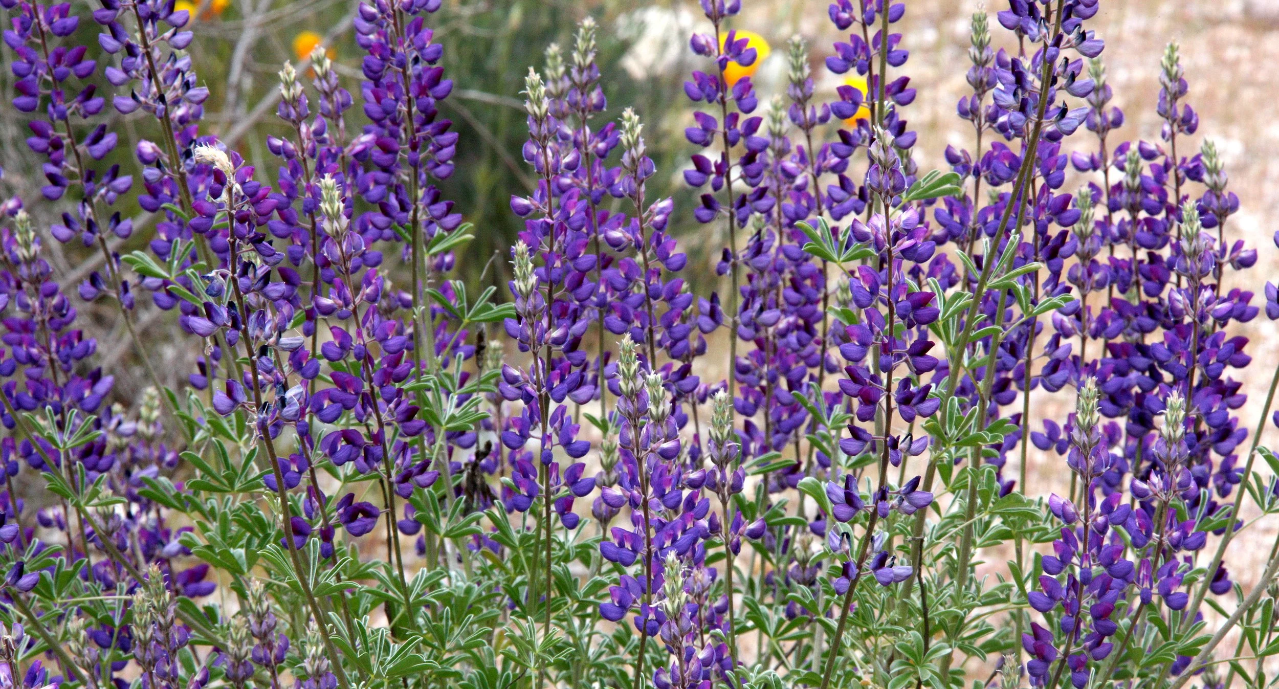 FABACEAE - LUPINUS SPECIES - PINNACLES NATIONAL MONUMENT CALIFORNIA.JPG