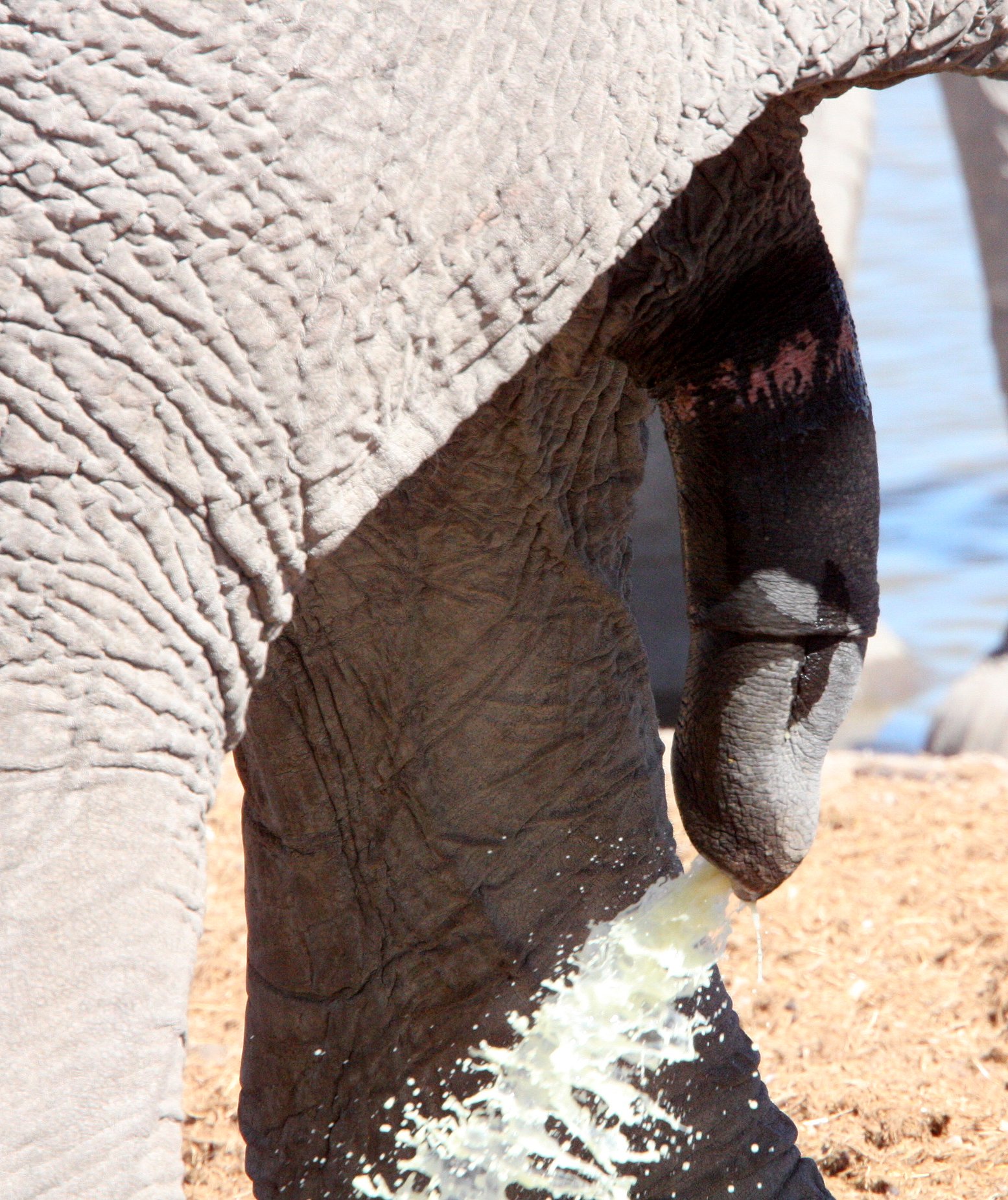 ELEPHANT - AFRICAN ELEPHANT - ETOSHA NATIONAL PARK NAMIBIA (76).JPG