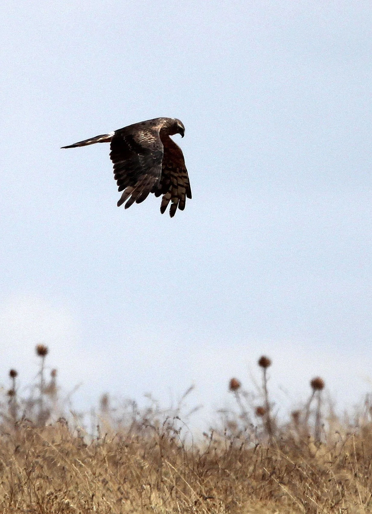 Circus pygargus - MONTAGU'S HARRIER - MALPARTIDA MIRABEL GRASSLANDS SPAIN (10).JPG