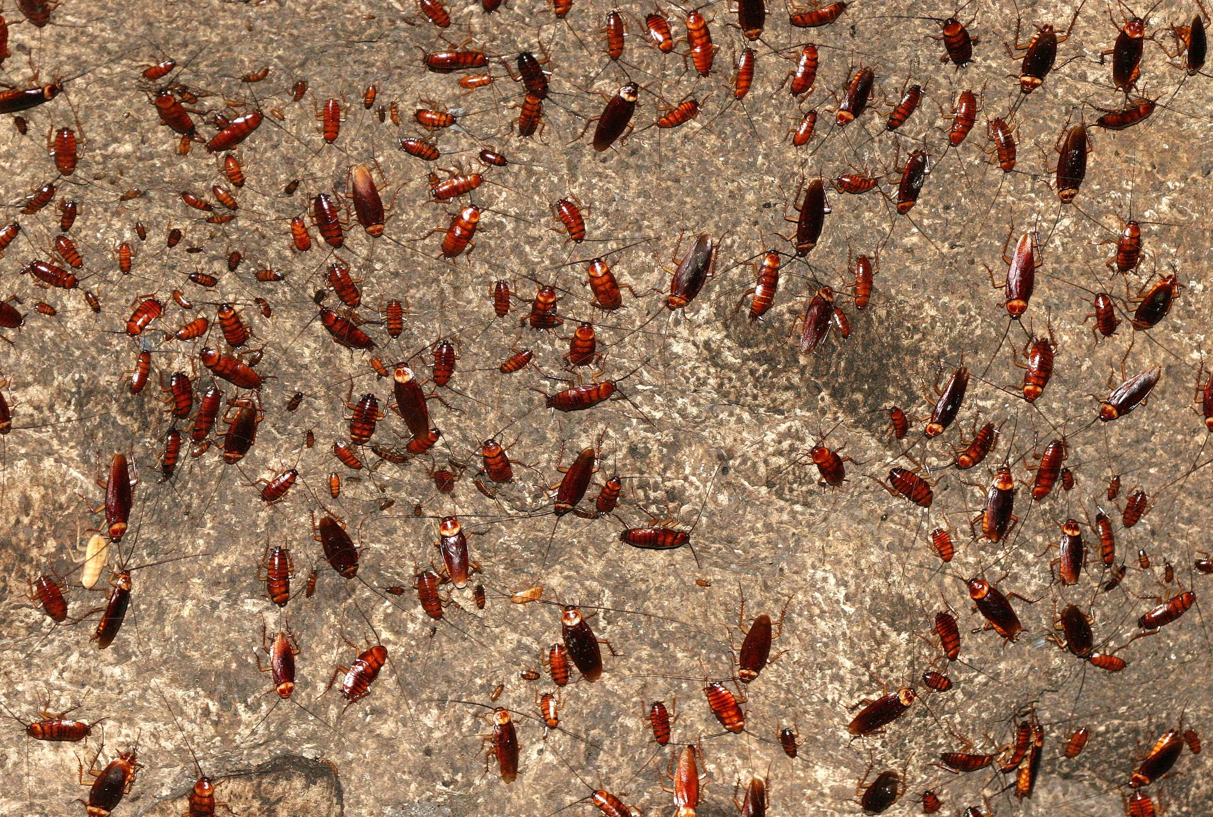 Order Blattodea - Cockroaches — Coke Smith Wildlife