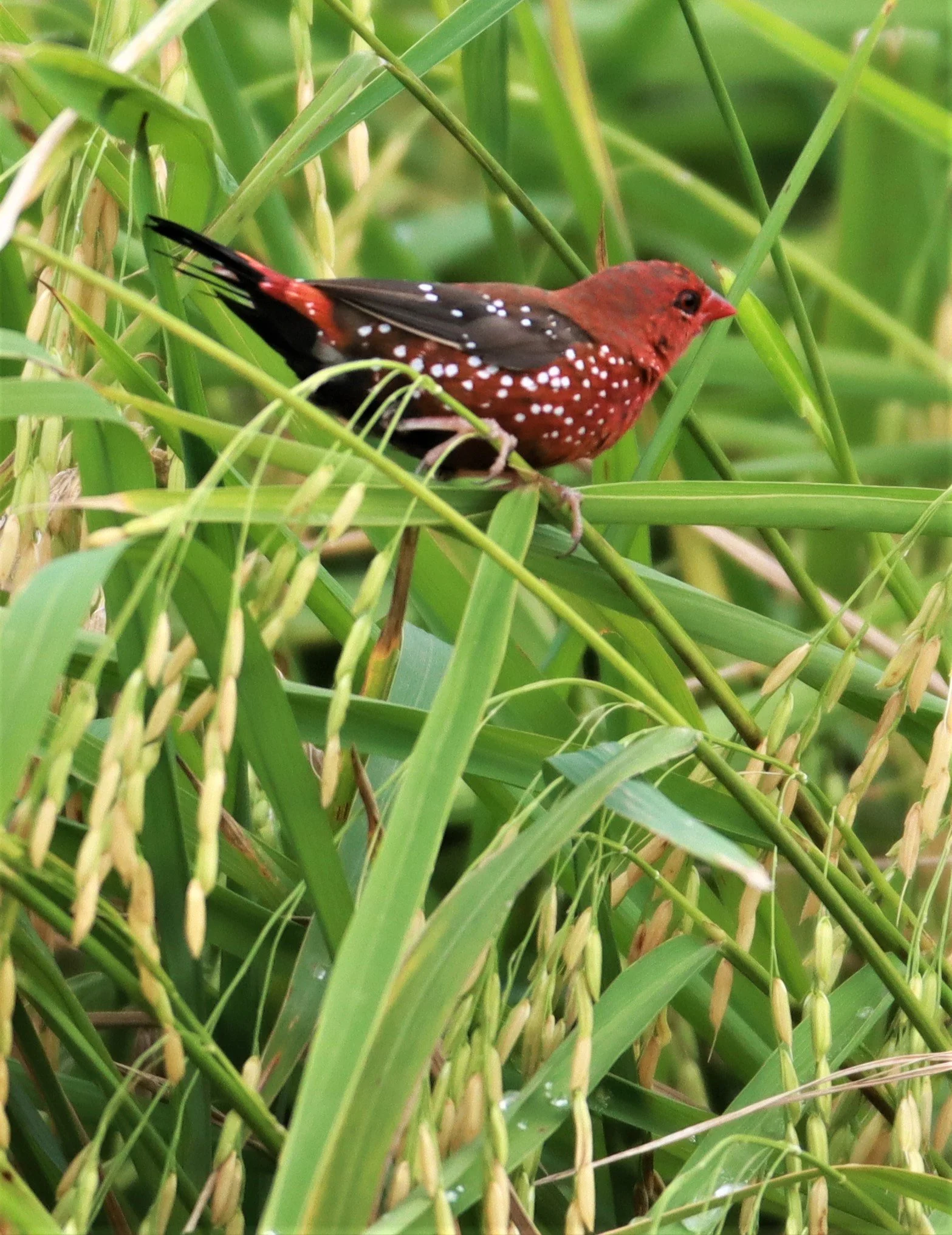 RED AVADAVAT - Amandava amandava - LAD KRABANG  THAP YAO RICE FIELDS AUGUST 14 2021 (158).jpg