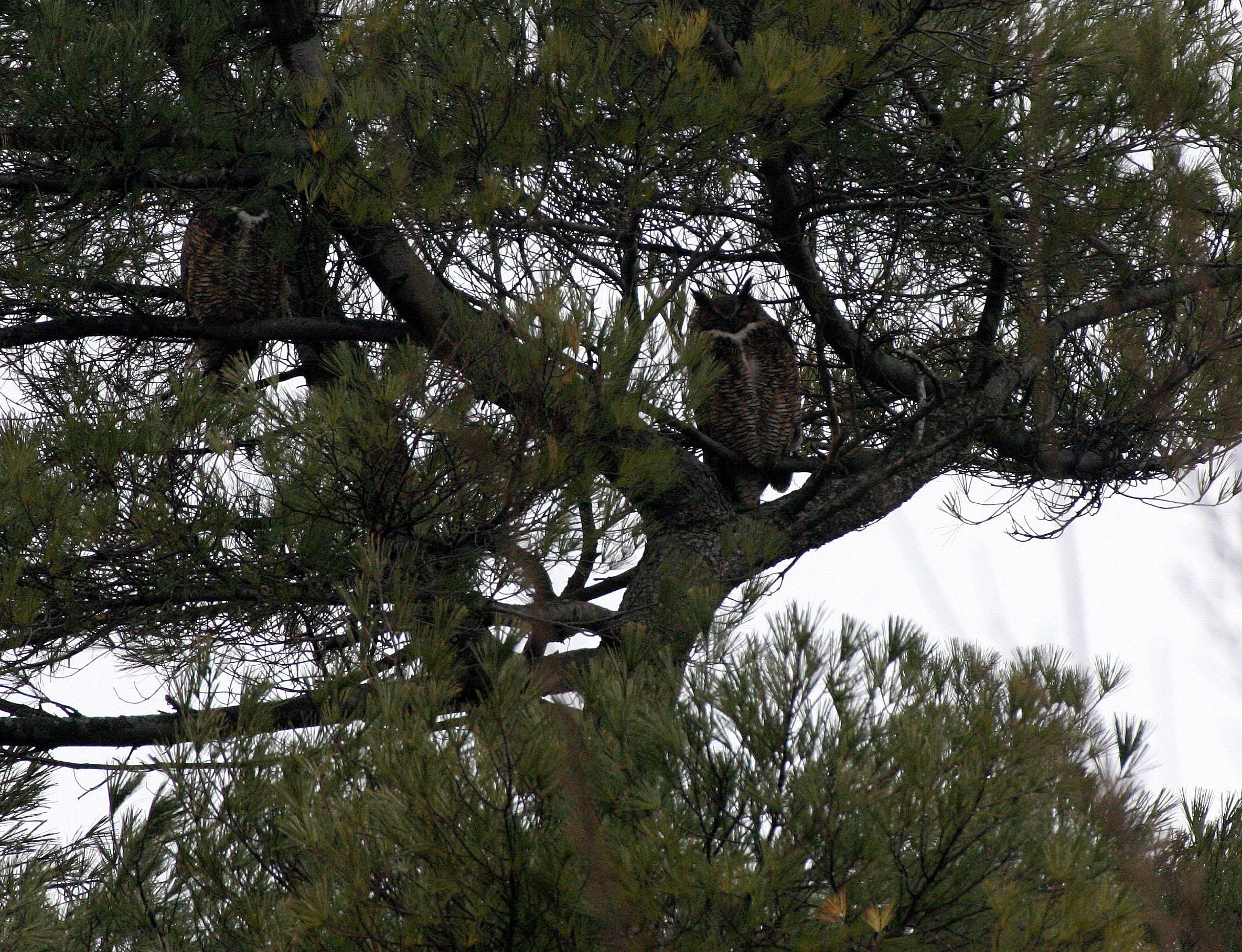 Bubo virginianus - GREAT-HORNED OWL - GENEVA COURTHOUSE ILLINOIS (6).JPG