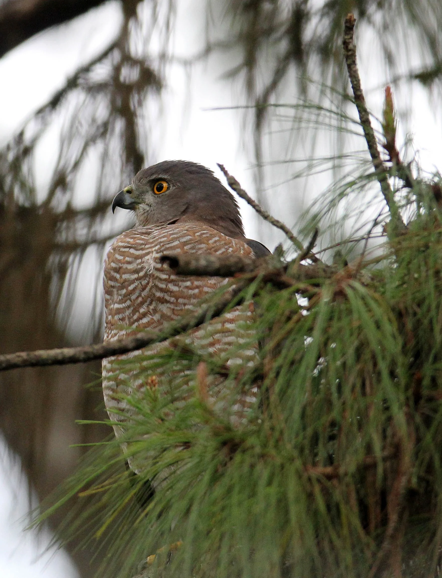 BIRD - SHIKRA - NUWARA ELIYA, HORTON PLAINS SRI LANKA (1).JPG