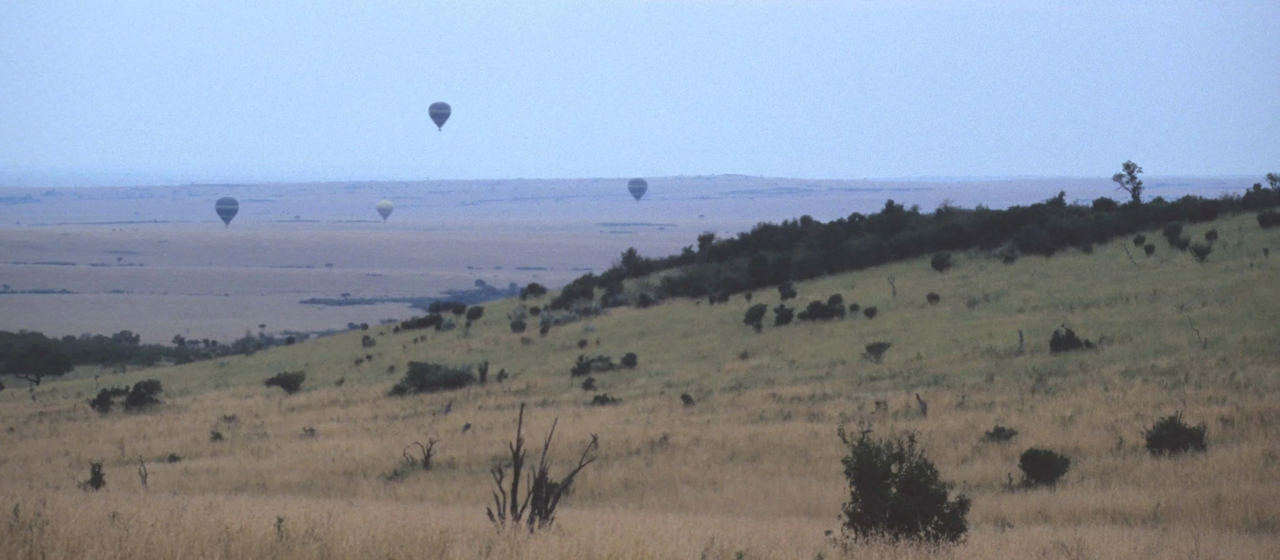 SERENGETI - MASAI MARA.jpg