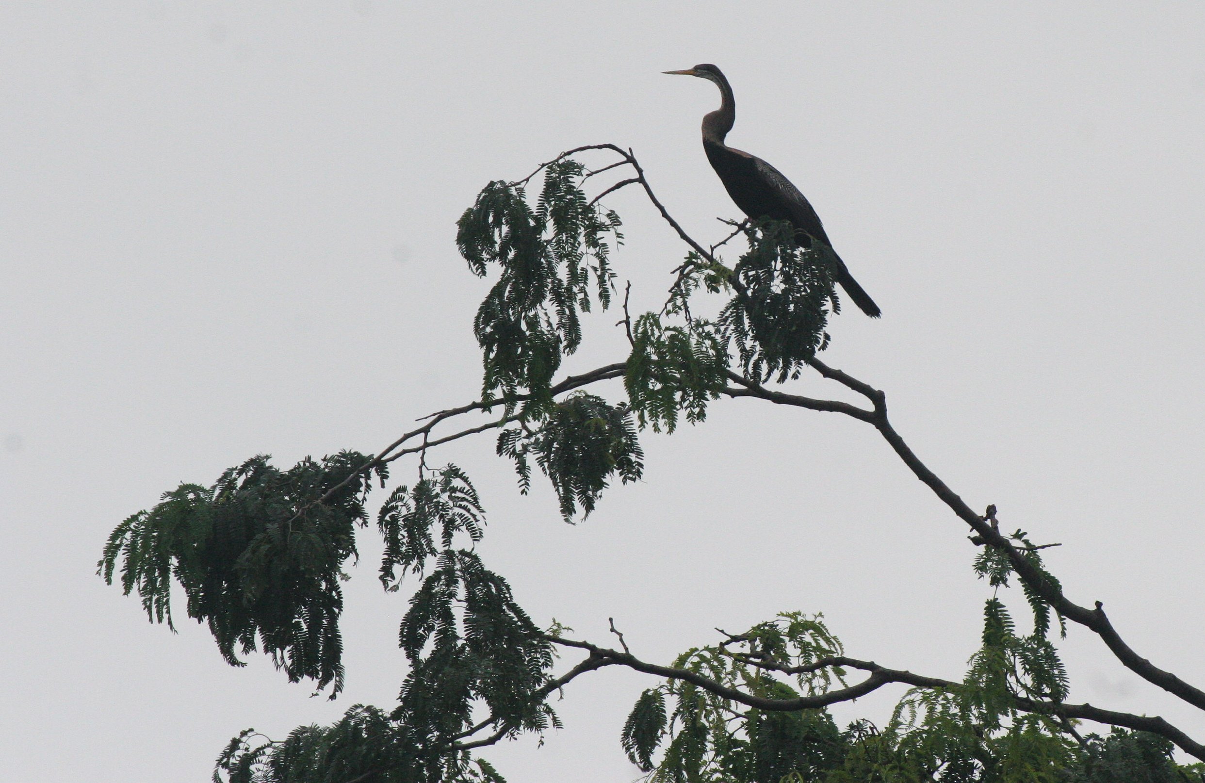 DARTER - Anhinga melanogaster - BUENG BORAPHET THAILAND (22).JPG
