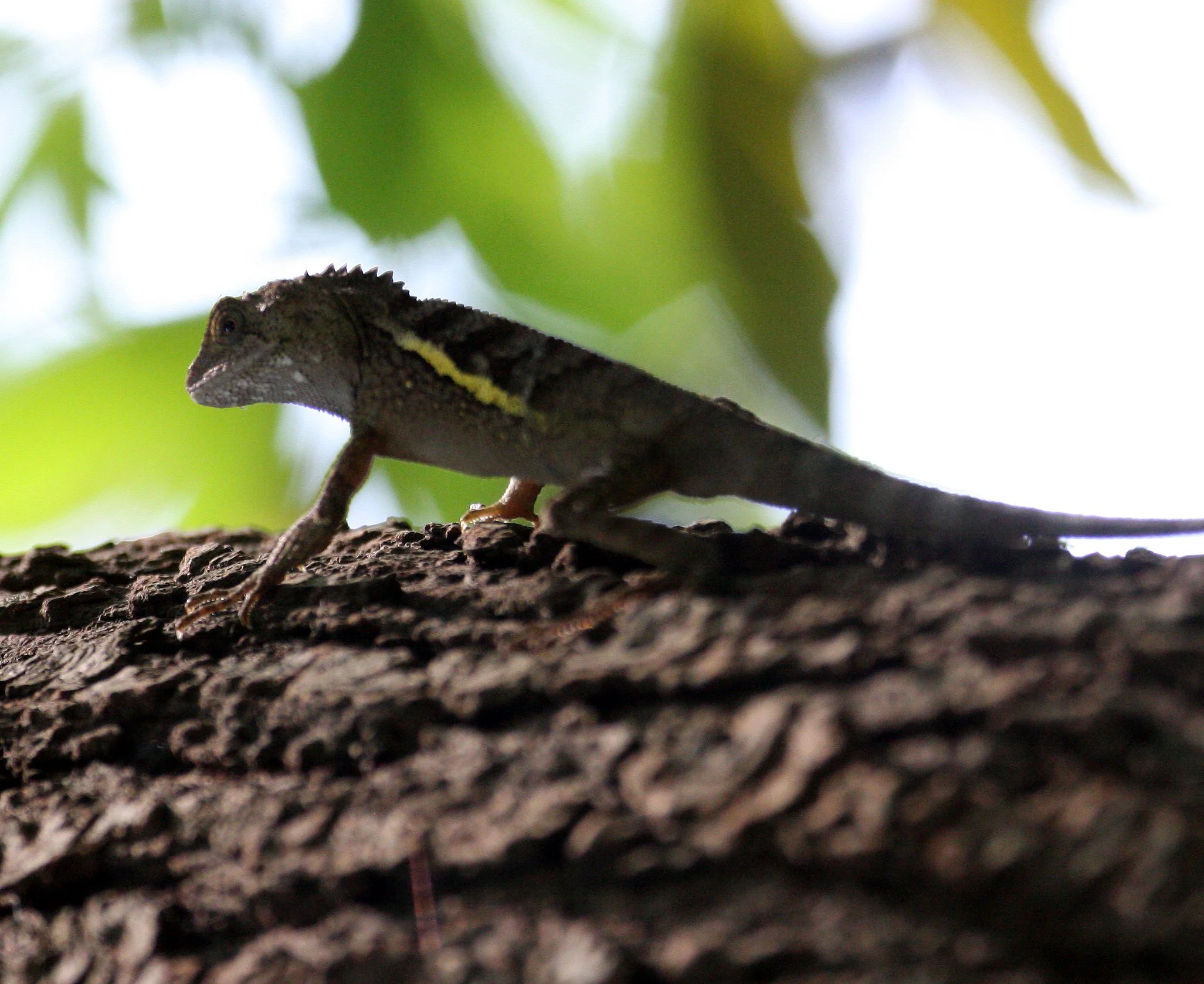 REPTILE - LIZARD - AGAMA LIZARD SPECIES A - TAIPEI TAIWAN (8).JPG