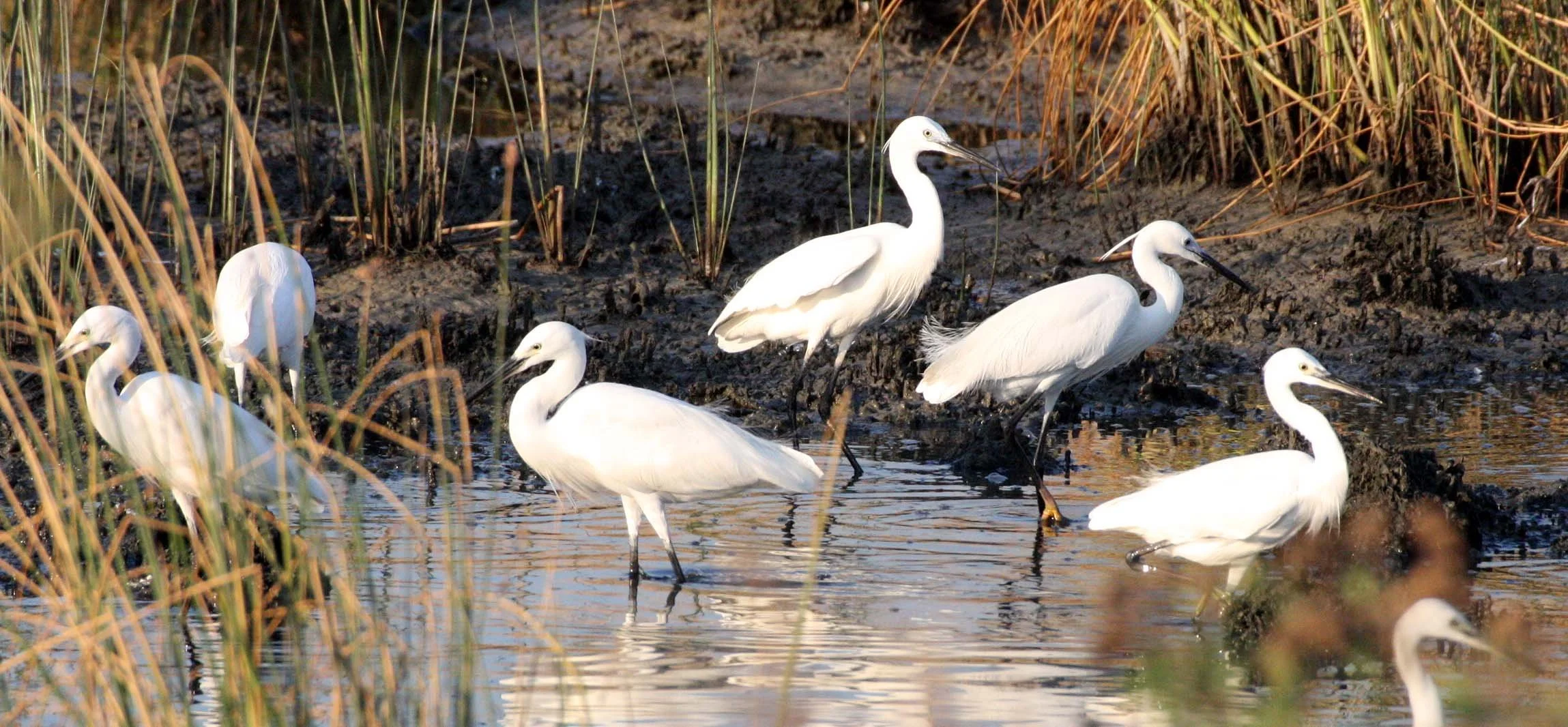 EGRET - LITTLE EGRET- Egretta garzetta - KHAO SAM ROI YOT THAILAND (1).JPG