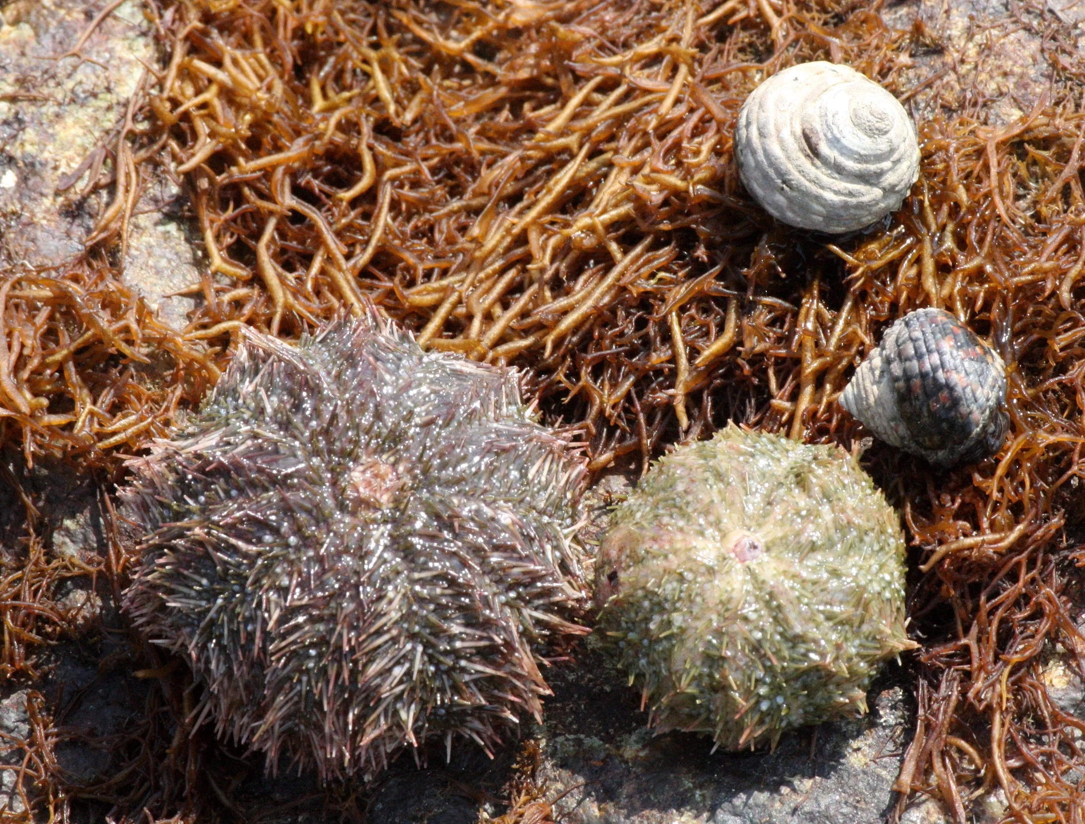INVERT - ECHINODERM - SEA URCHINS - MUTSU HARBOR (2).JPG