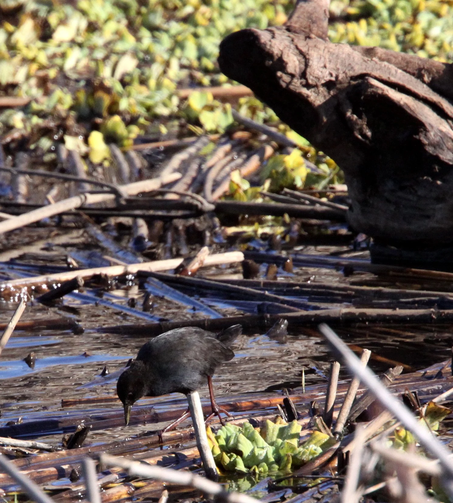Black Crake (Zapornia flavirostra) Kruger National Park (9).JPG