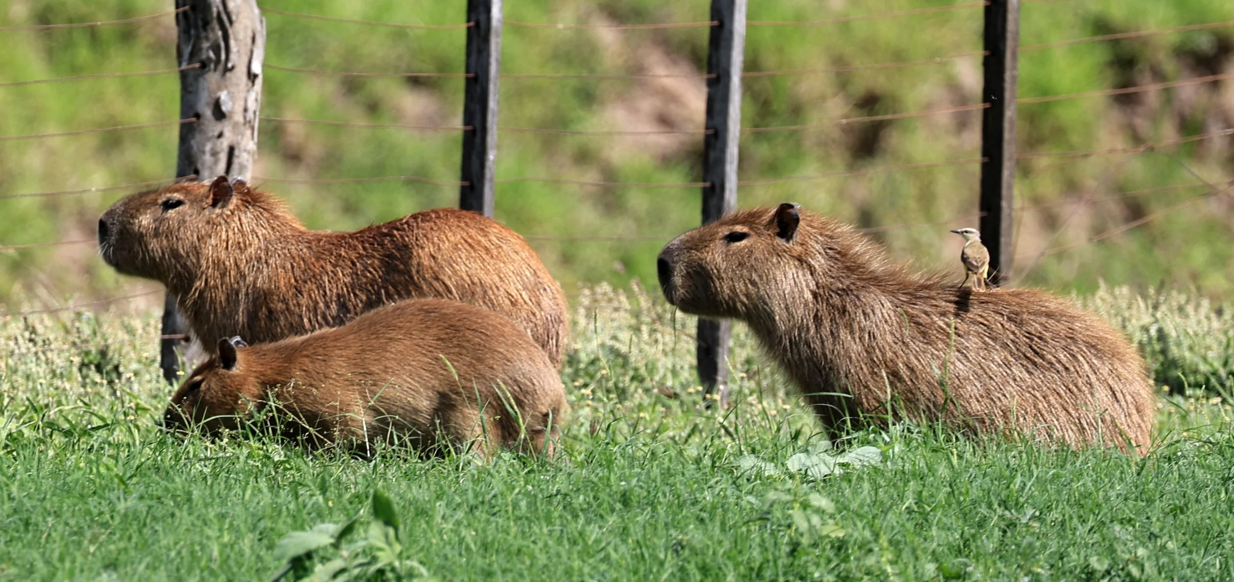 Capybara (Hydrochoerus hydrochaeris) Loma Plata Paraguay - Brunnen Strasse (7).jpg