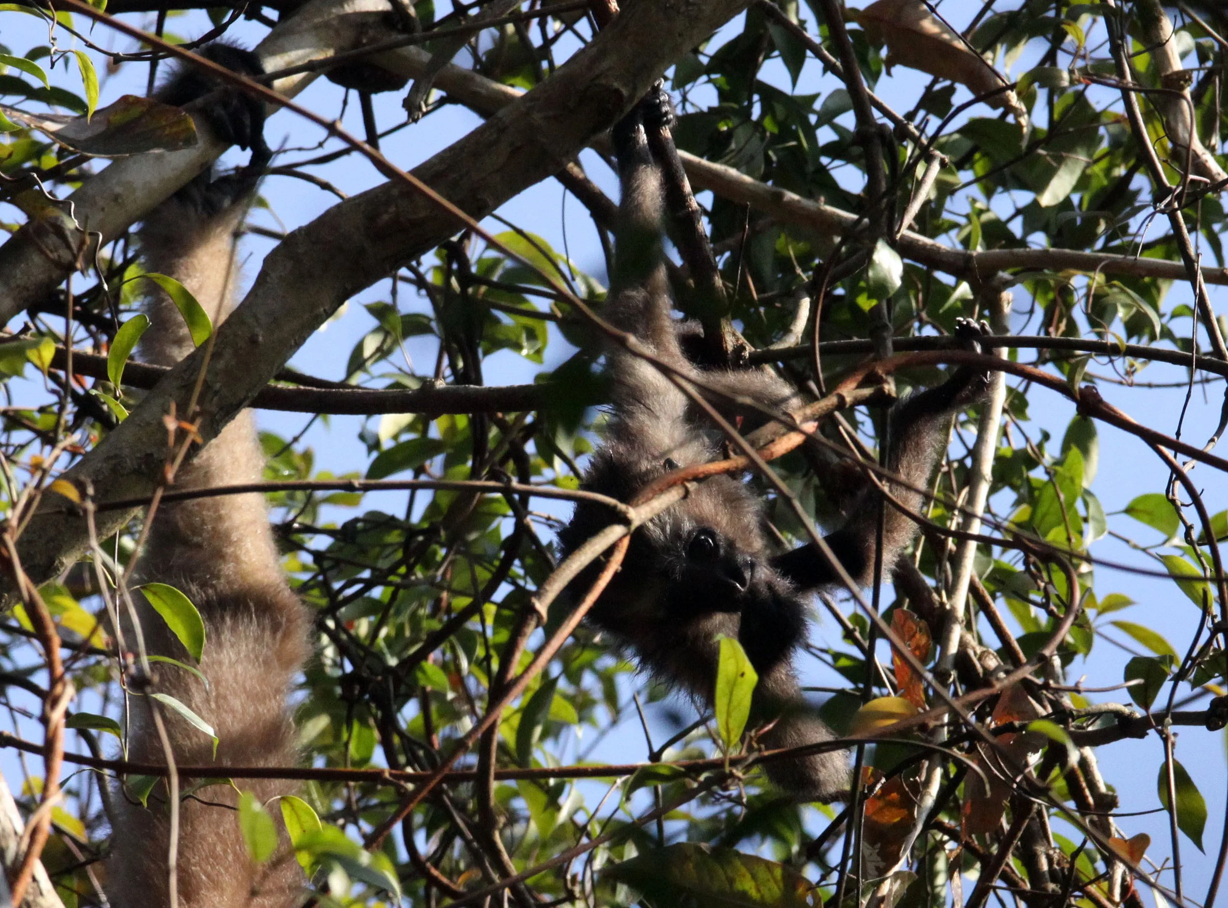 HYLOBATIDAE - Hoolock hoolock - WESTERN HOOLOCK'S GIBBON - WILD GIBBON SANCTUARY ASSAM INDIA (238).JPG