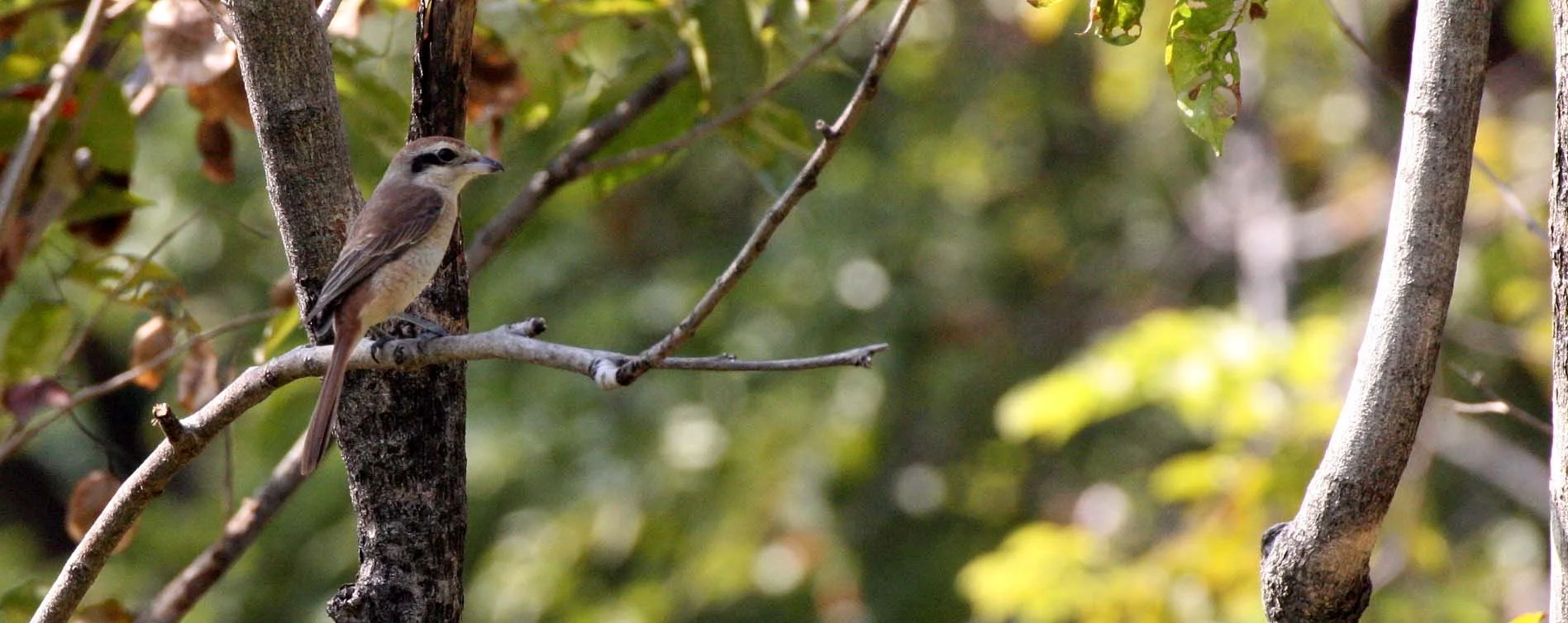 Brown Shrike (Lanius cristatus) Lumpini Park Bangkok (11).JPG