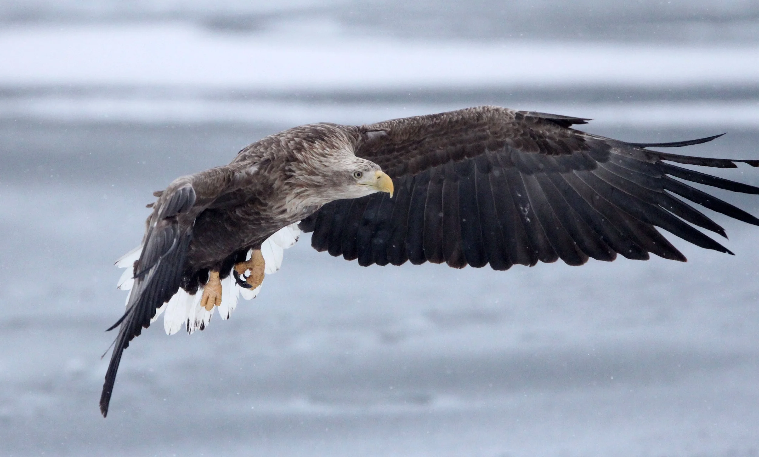 BIRD - EAGLE - WHITE-TAILED EAGLE - RAUSU, SHIRETOKO PENINSULA & NATIONAL PARK - HOKKAIDO JAPAN (21).JPG