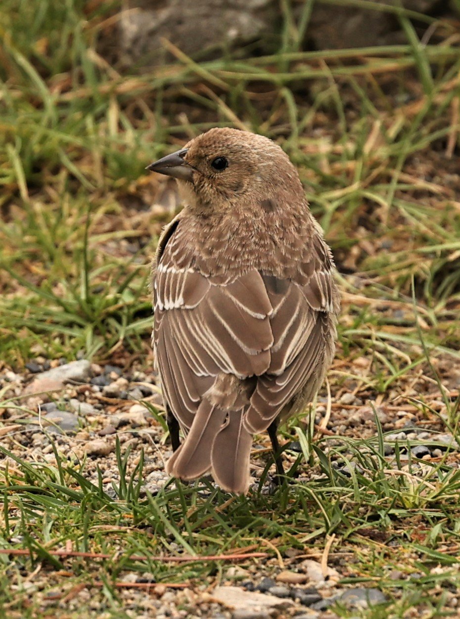 House Finch (Haemorhous mexicanus) June Lake, California (3).jpg