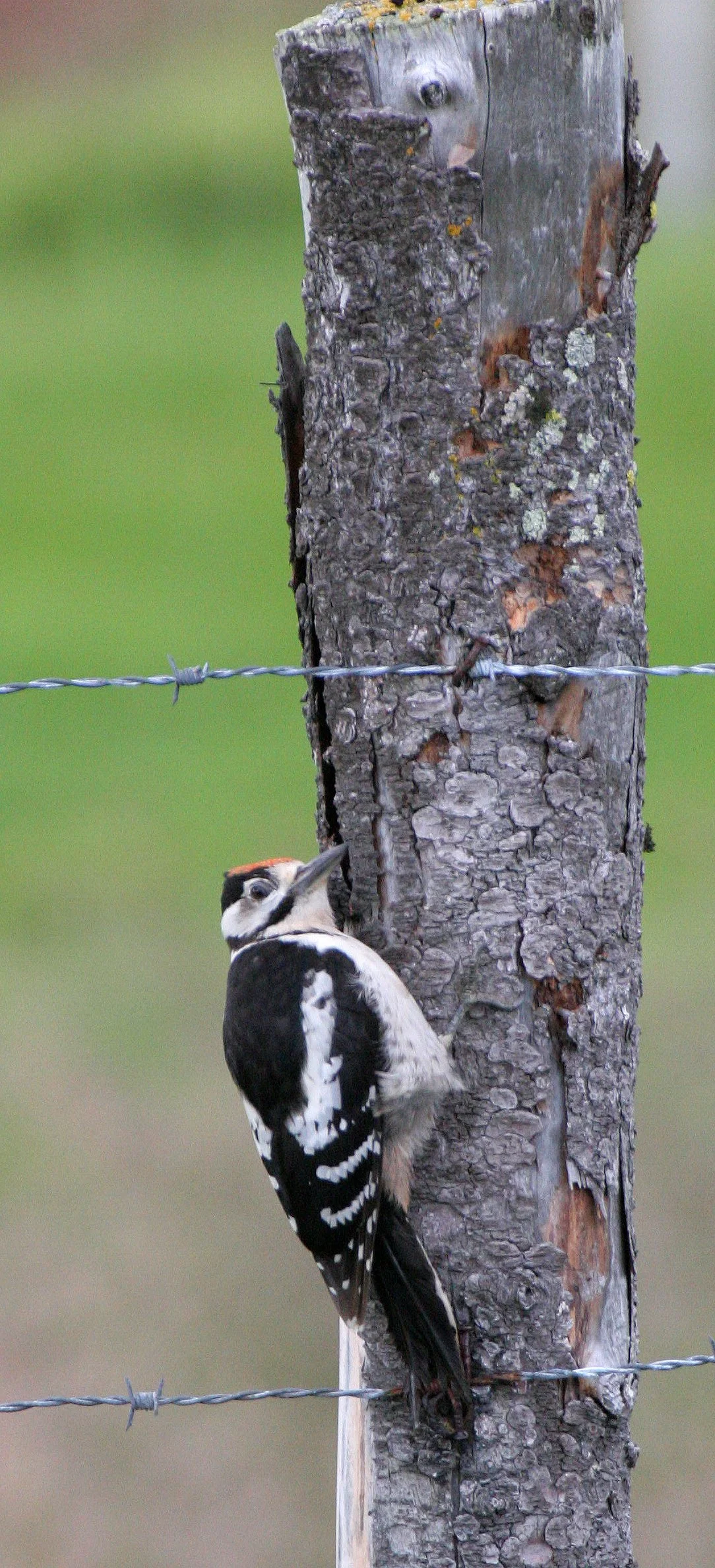 BIRD - WOODPECKER - GREAT SPOTTED - HORNOYA NORWAY (16).jpg
