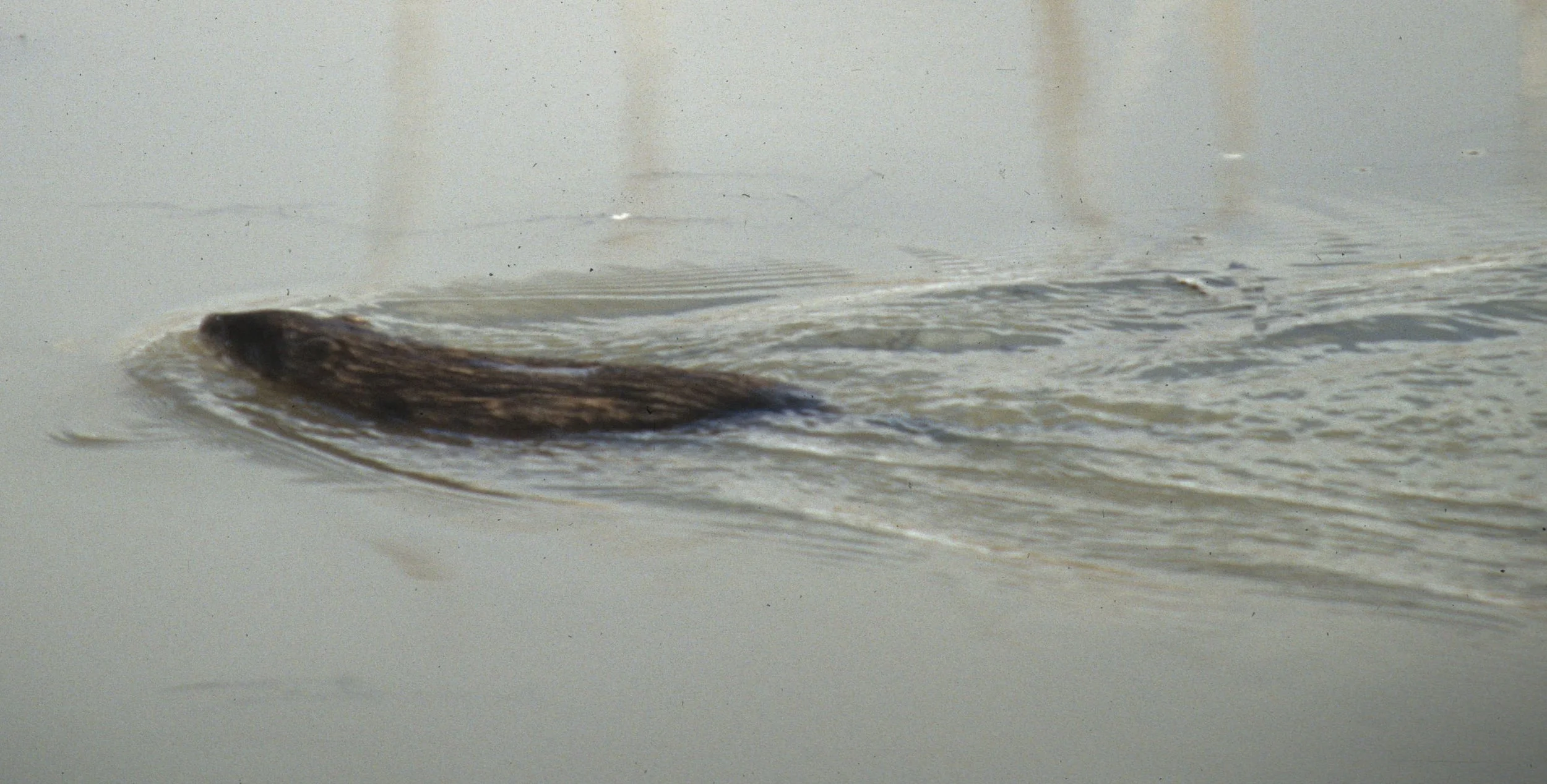 RODENTIA - MUSKRAT - OLYMPIC PENN.jpg