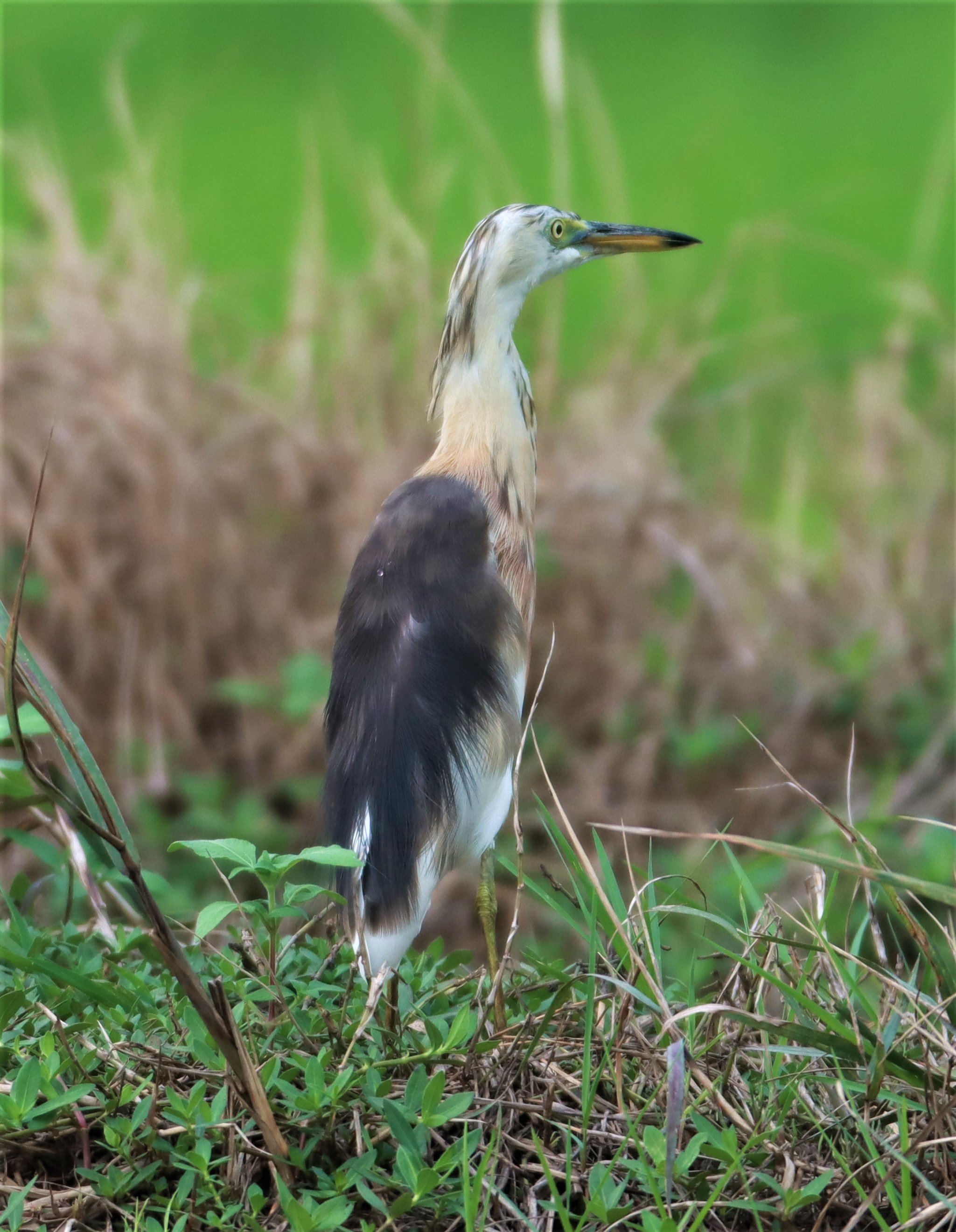 HERON - JAVAN POND HERON - Ardeola speciosa - PATHUM THANI RICE RESEARCH CENTER AUG 11 2021 (7).jpg