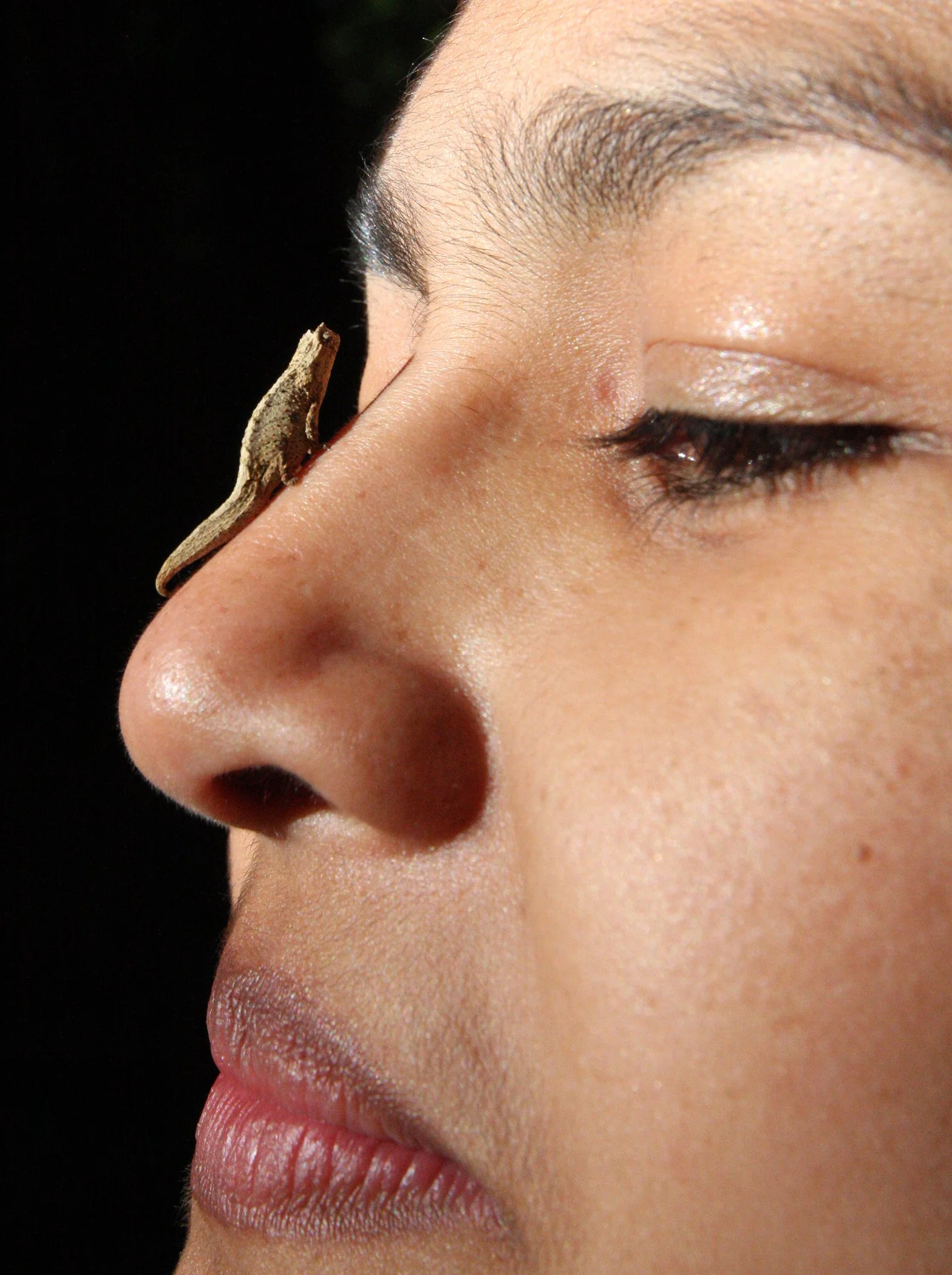 Brookesia tuberculata - MONTAGNE D'AMBRE LEAF CHAMELEON - MONTAGNE D'AMBRE NATIONAL PARK  - WORLD'S SMALLEST SPECIES (17).JPG