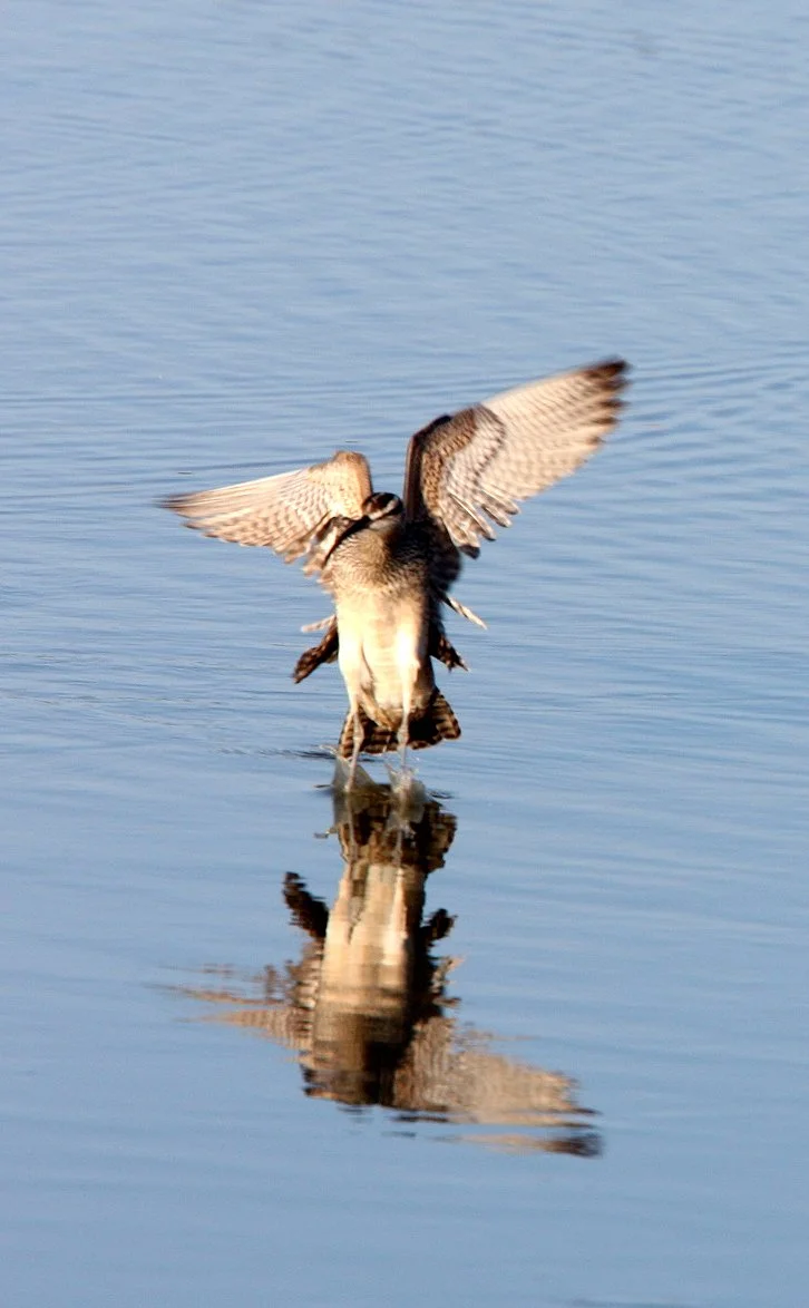 BIRD - WHIMBREL - SAN JOAQUIN WILDLIFE REFUGE IRVINE CALIFORNIA (19).JPG