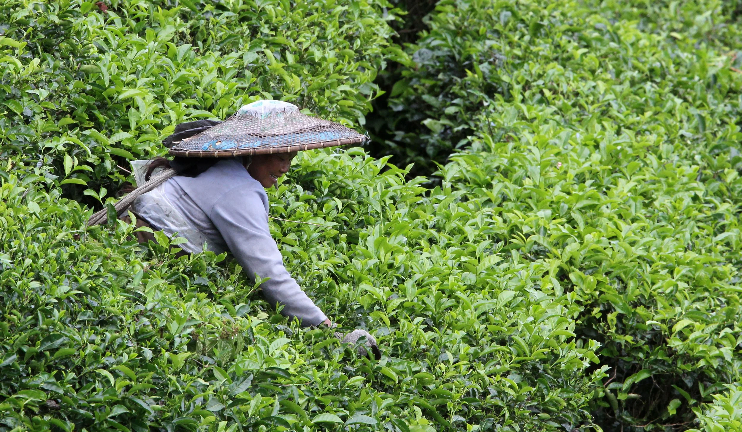 HALIMUN NATIONAL PARK JAVA BARAT INDONESIA (43).JPG
