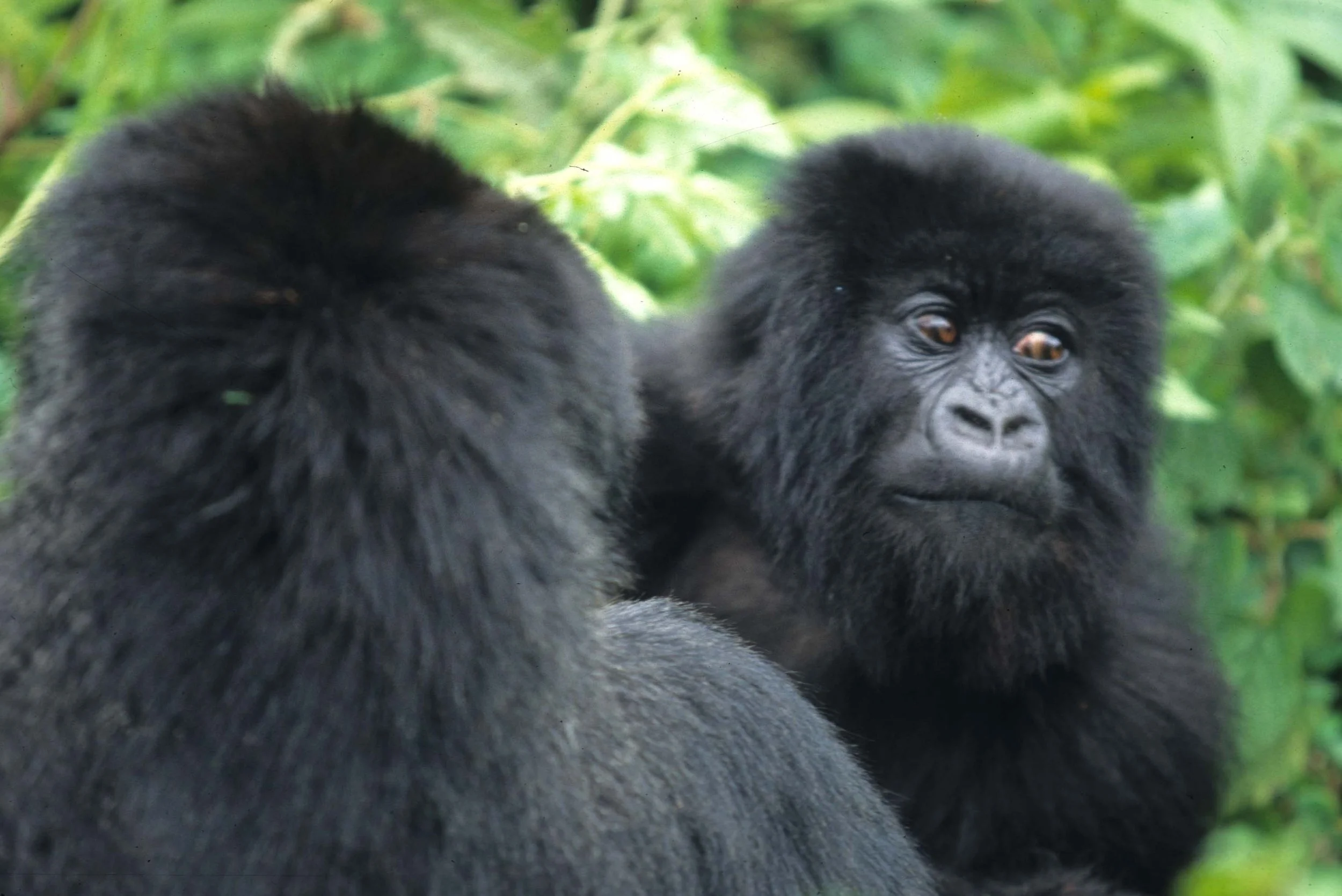 PRIMATE - GORILLA-RWANDA PARC DU VULCANS (100).jpg