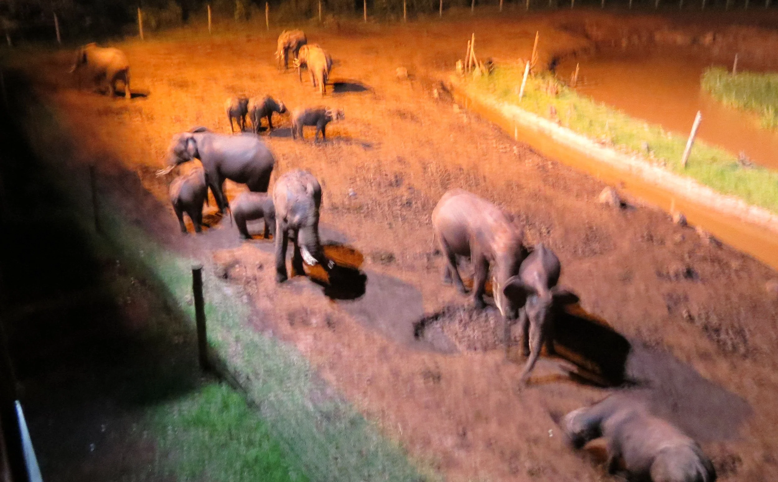 ELEPHANT - ABERDERES NATIONAL PARK KENYA - TREETOPS LODGE (1).JPG